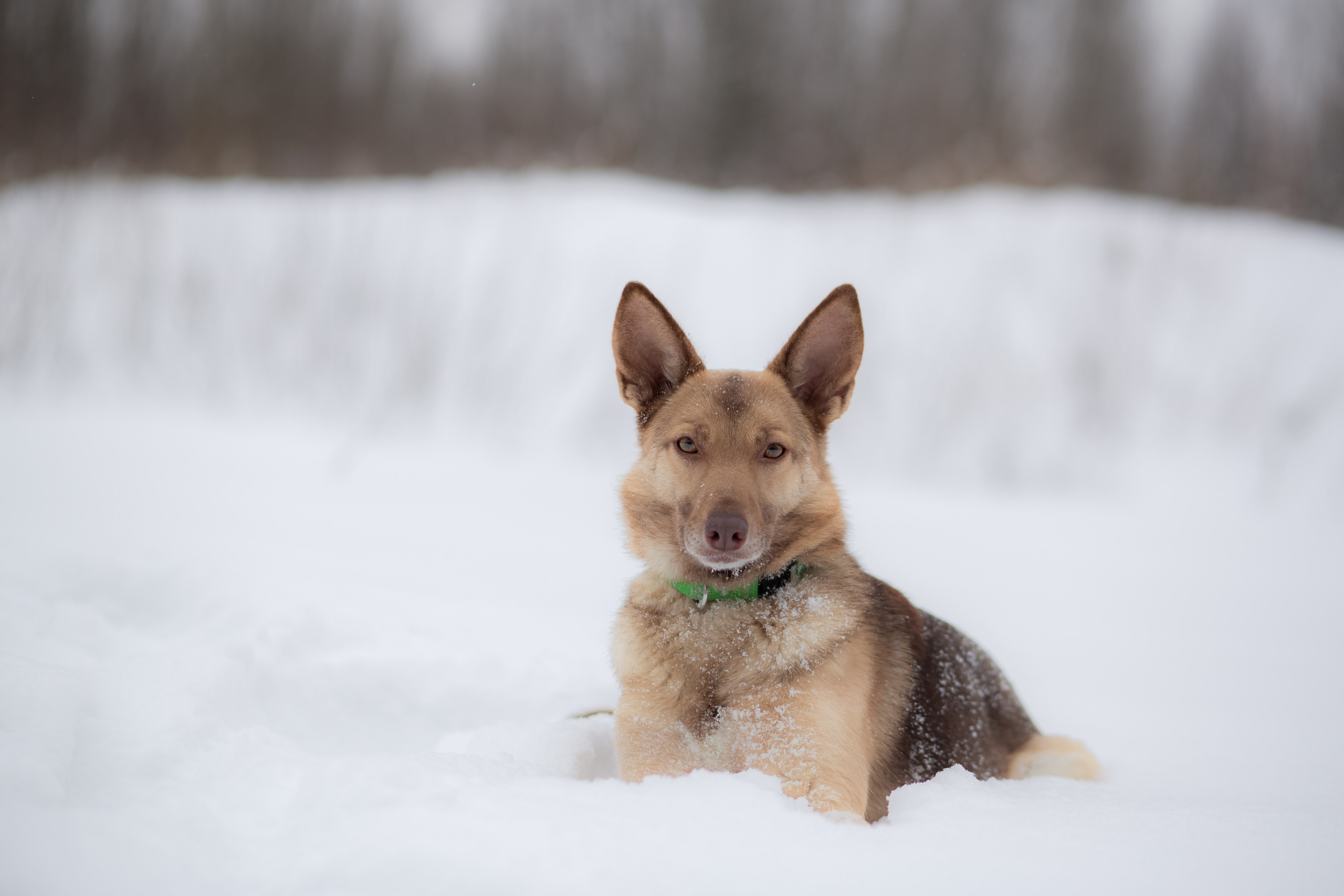 Фотосессии животных. Детский фотограф, фотограф-анималист