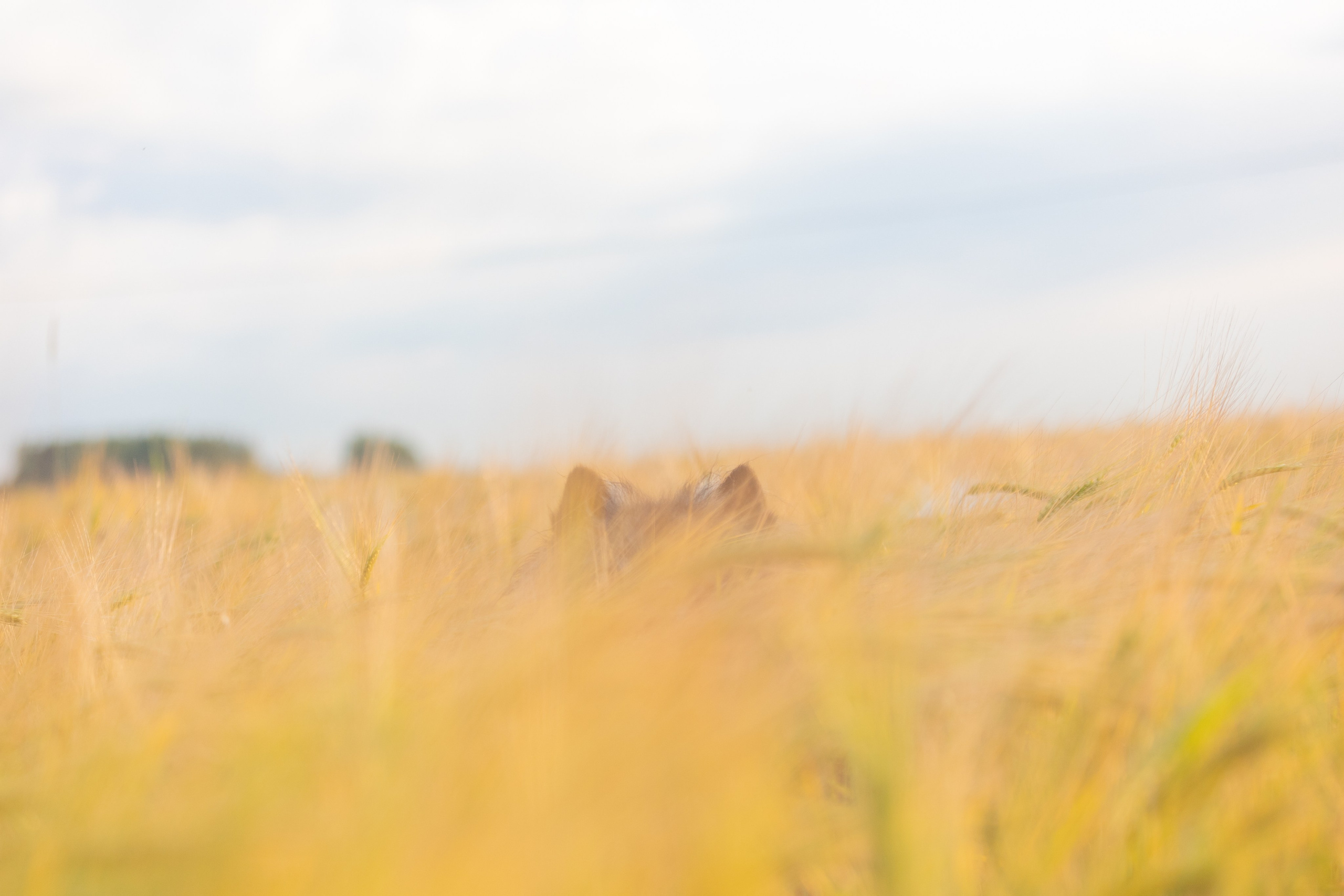 Вика, Аксель и Женя. Фотограф Ирина Астор