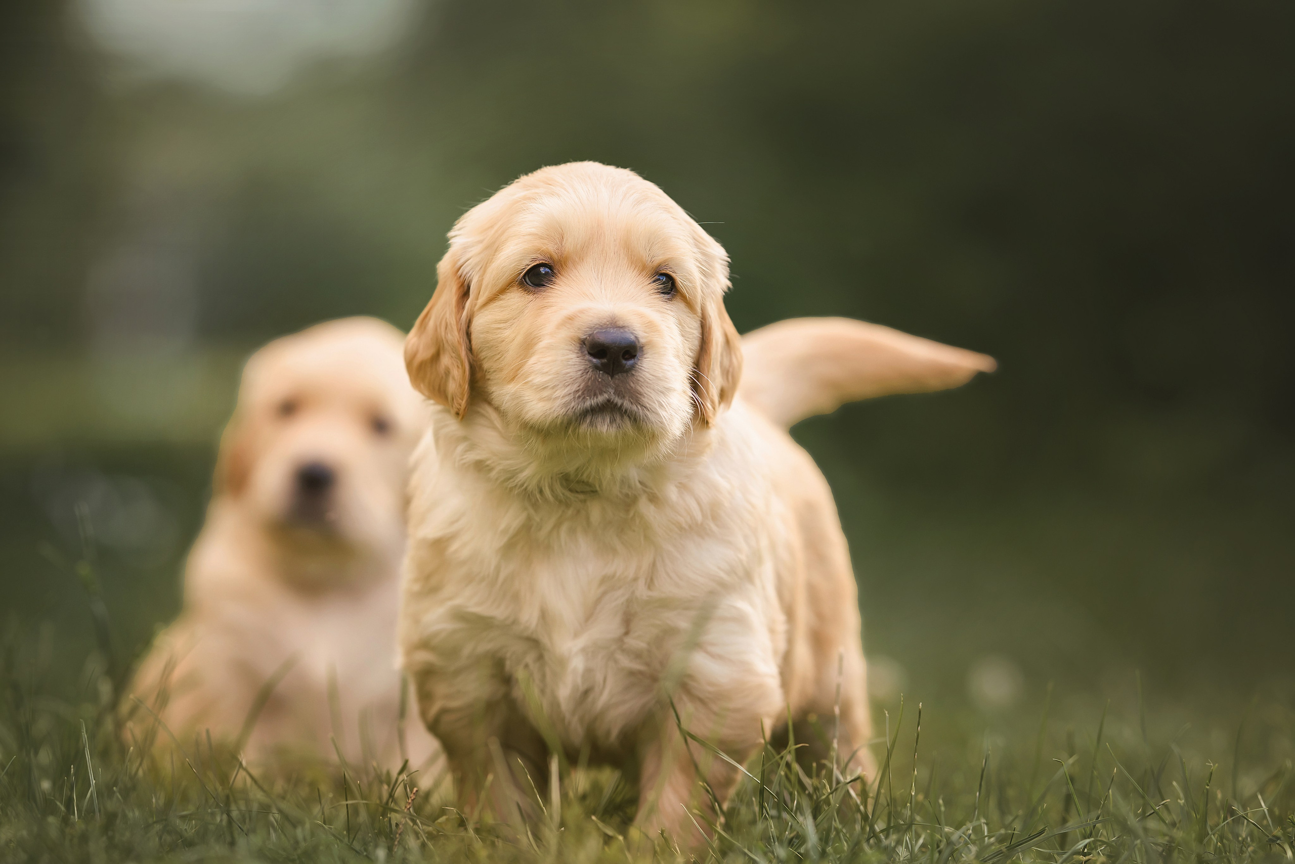 Животные. Семейный фотограф в Минске Виктория Дубровская