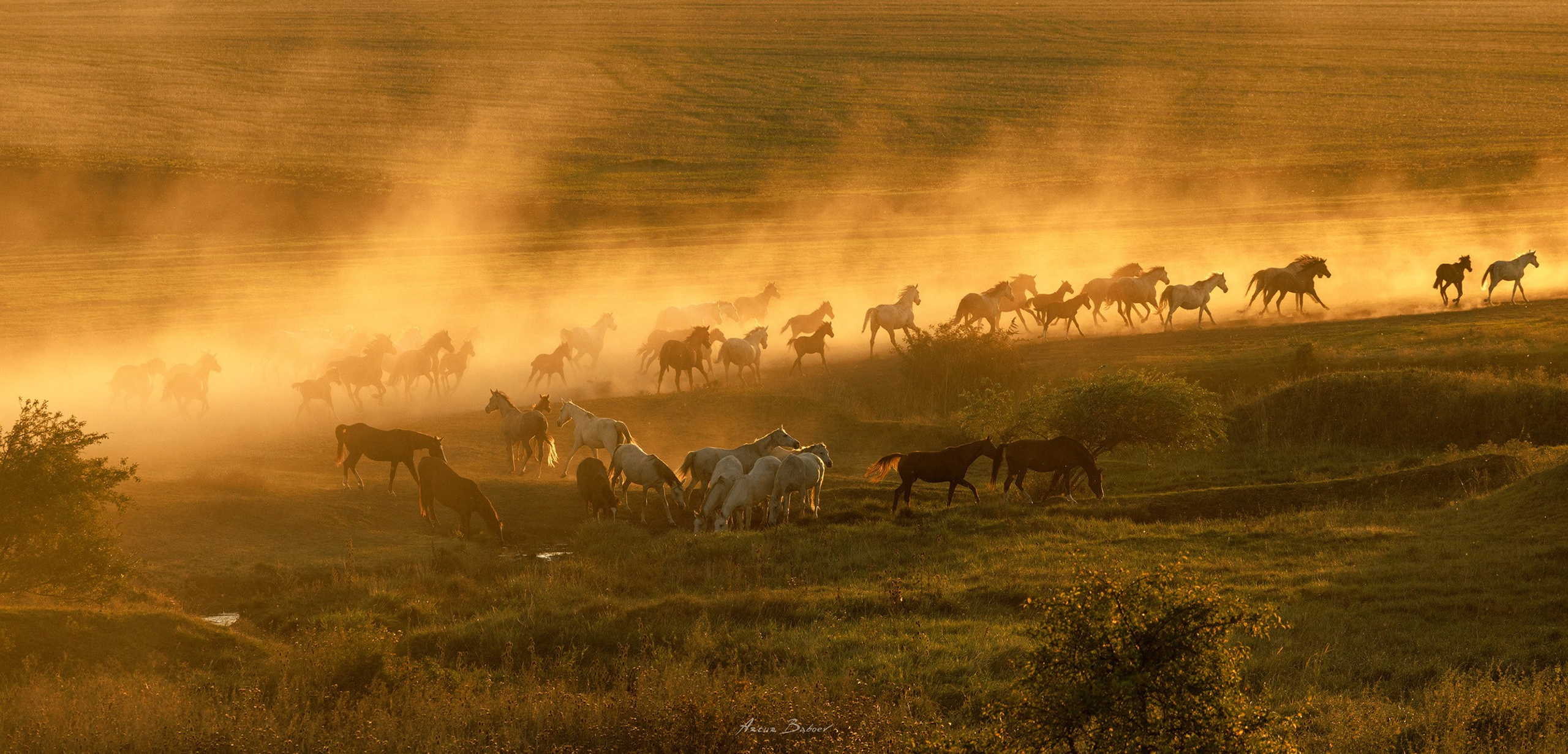 Gallery. Art photos of horses — ARTUR BABOEV | Photographer