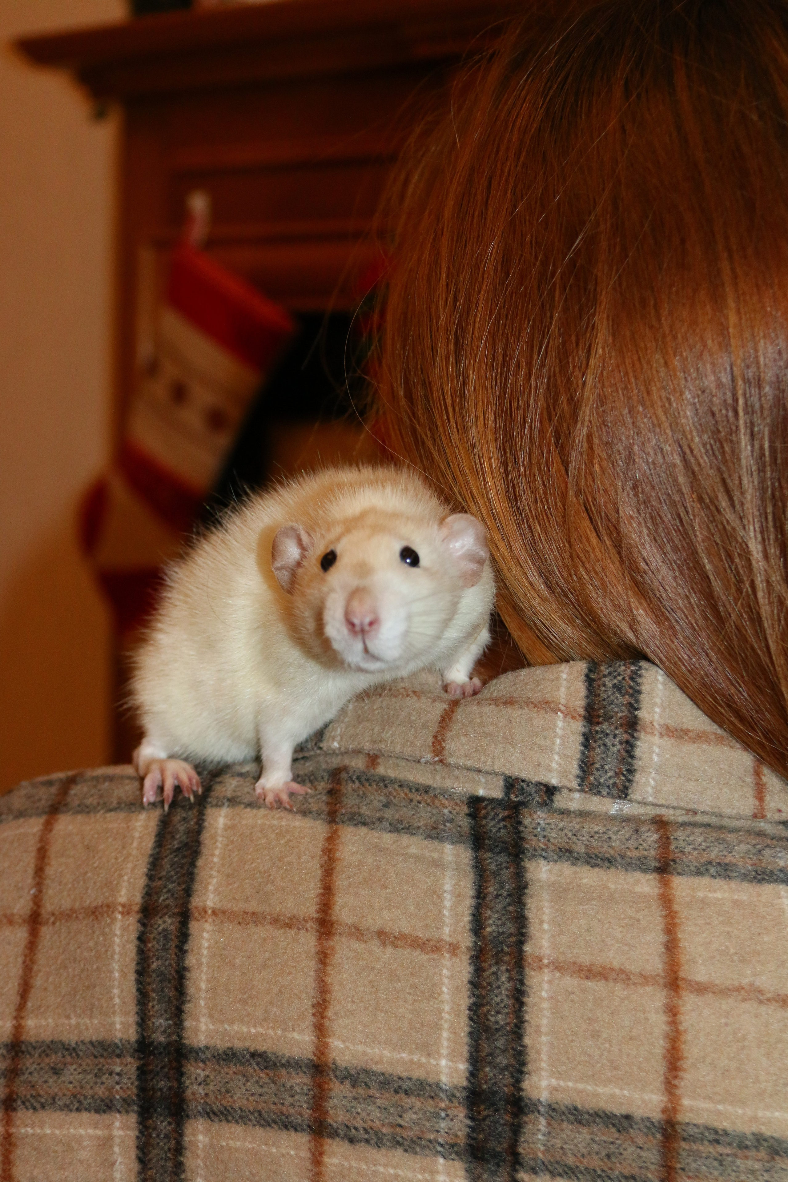 Съемка с питомцем