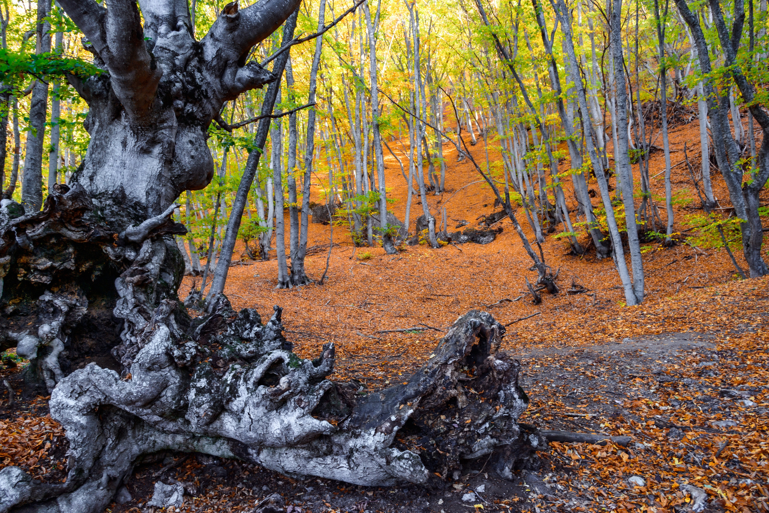 Старый граб в осеннем крымском лесу.