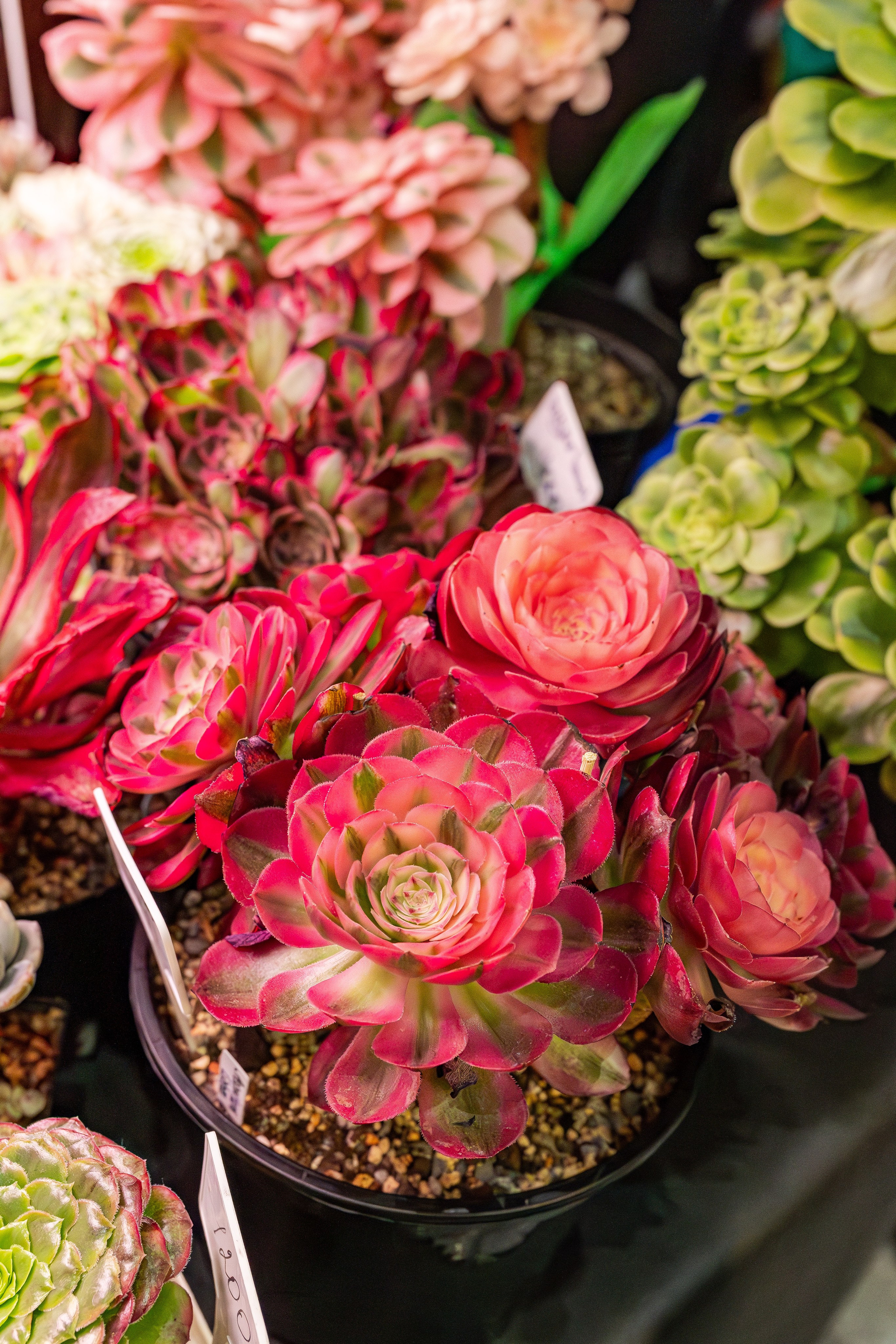 Монстериум апрель 2026. Александра Куликова фотограф, Москва