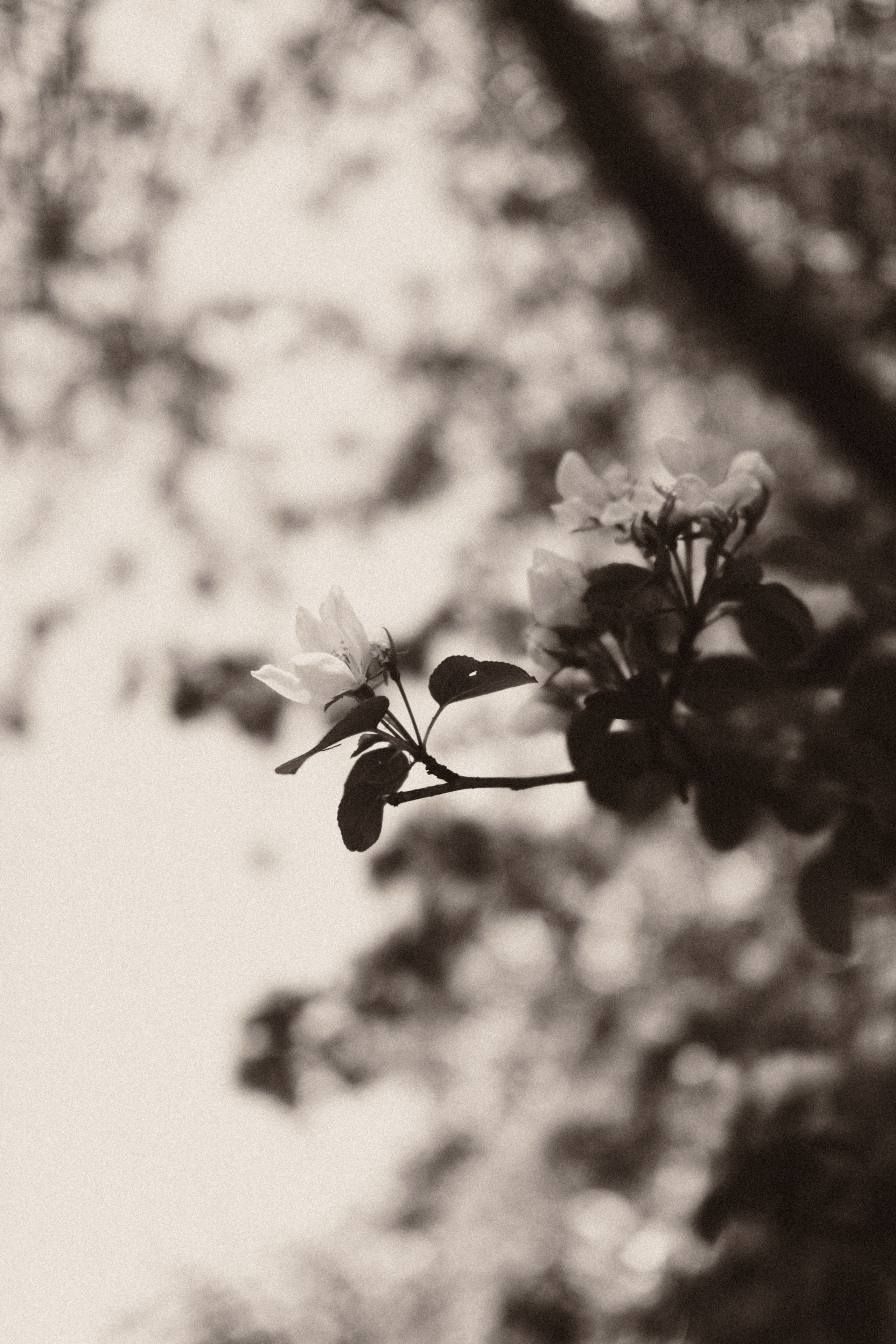 Botanical. Портретный и свадебный фотограф в Москве и Санкт-Петербурге. Учитель фотографии онлайн и оффлайн