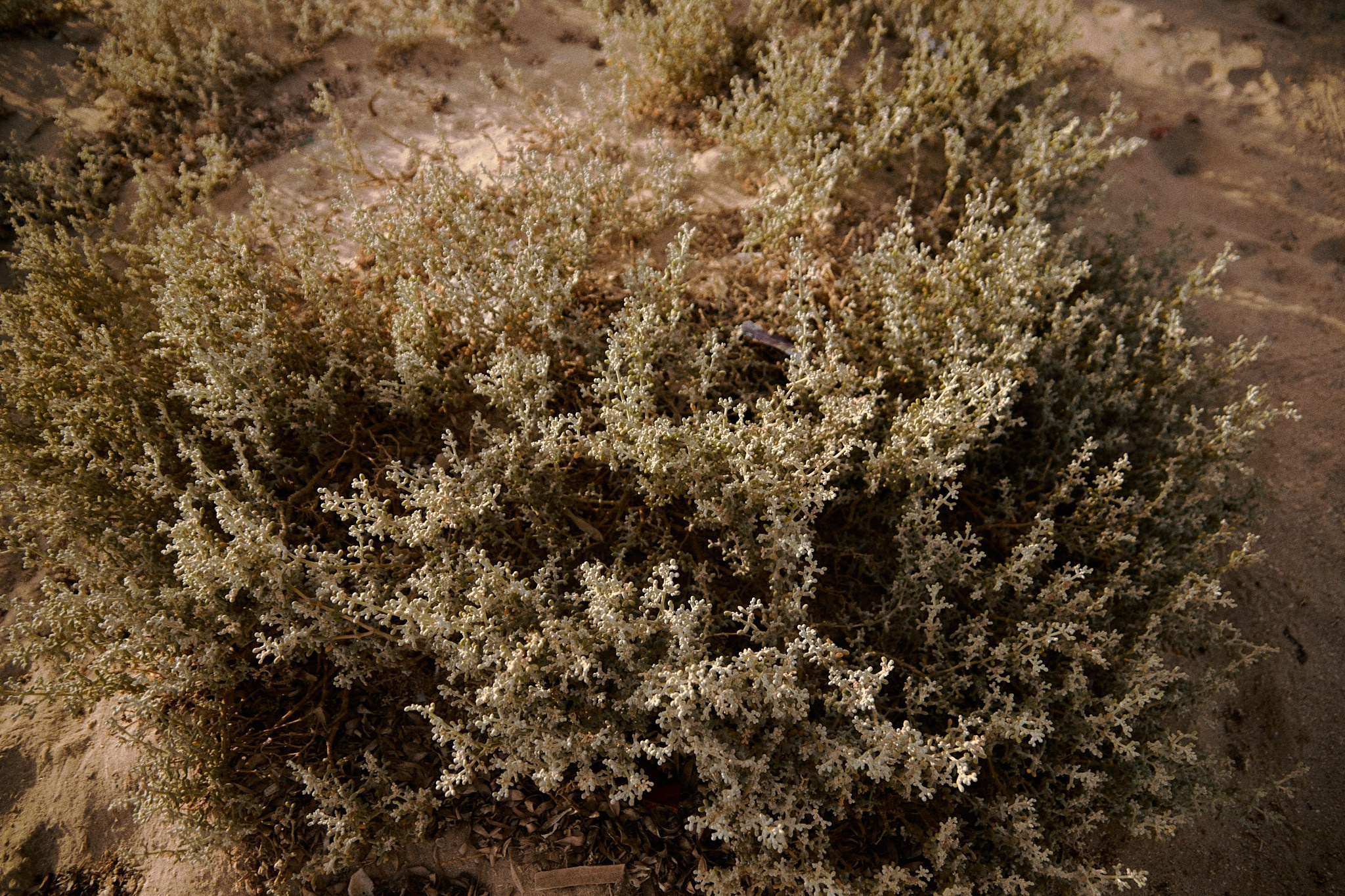 Улица горизонтальная. Jorgis — фотограф в Хургаде / обучение фотографии