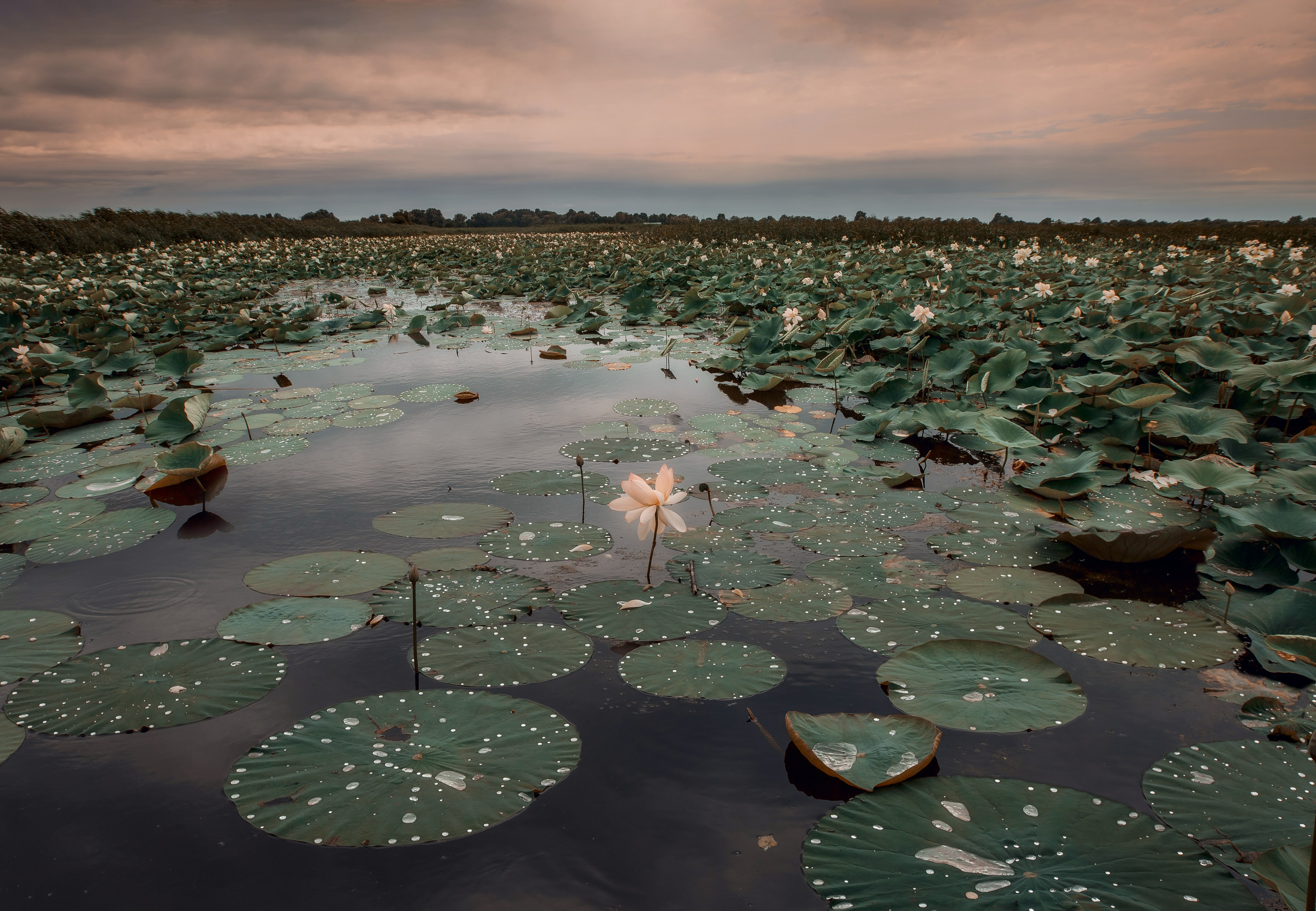 Пейзаж. Детская Конная фотография в Москве Юлия Шепелева