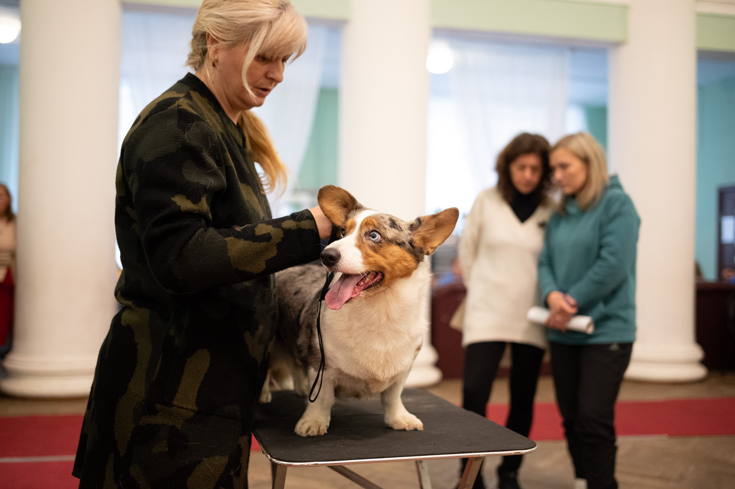 Выставка собак. Фотограф и видеооператор в Туле | Даниил Рыбак