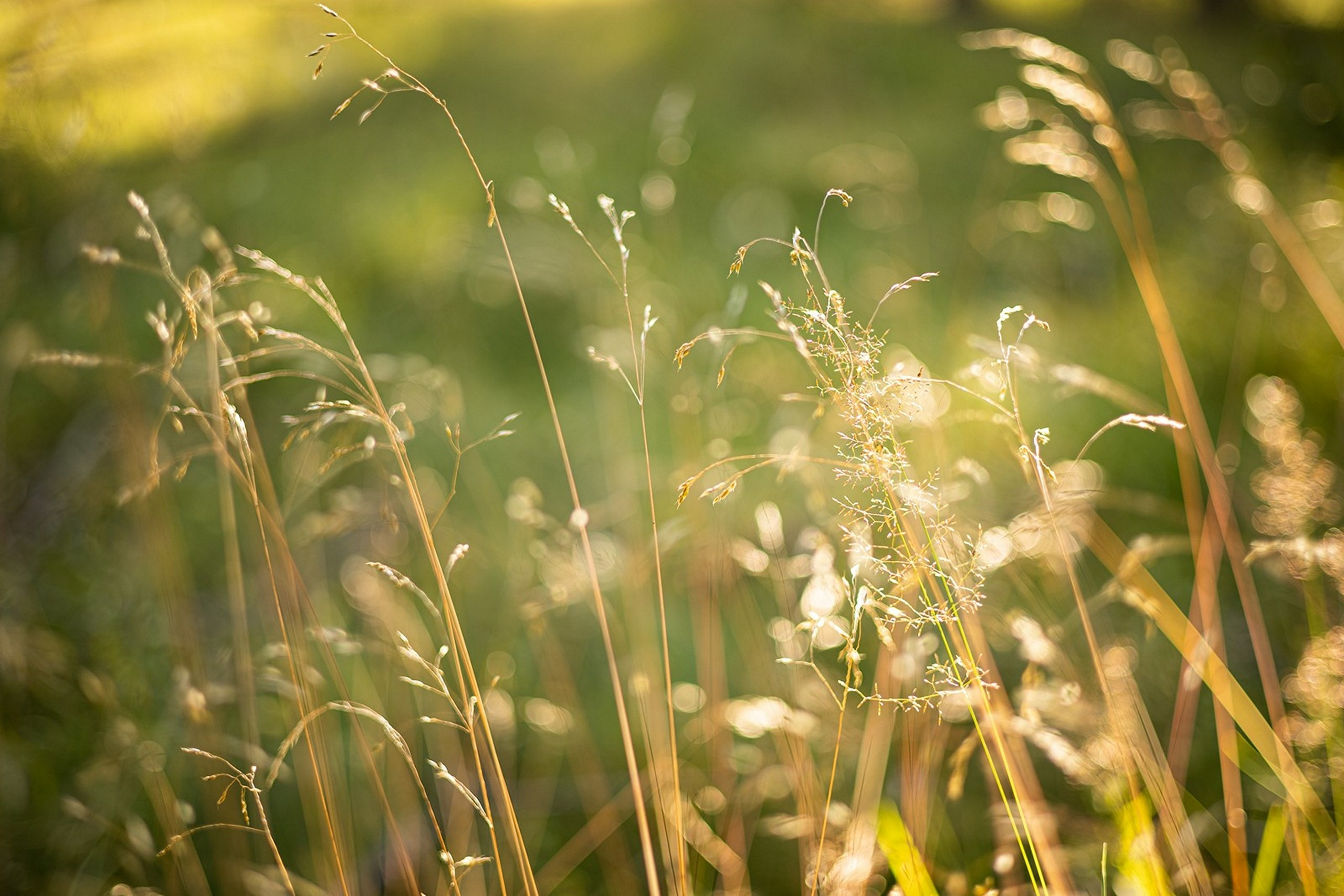 Карельский Перешеек. Фотограф Владимир Медведев