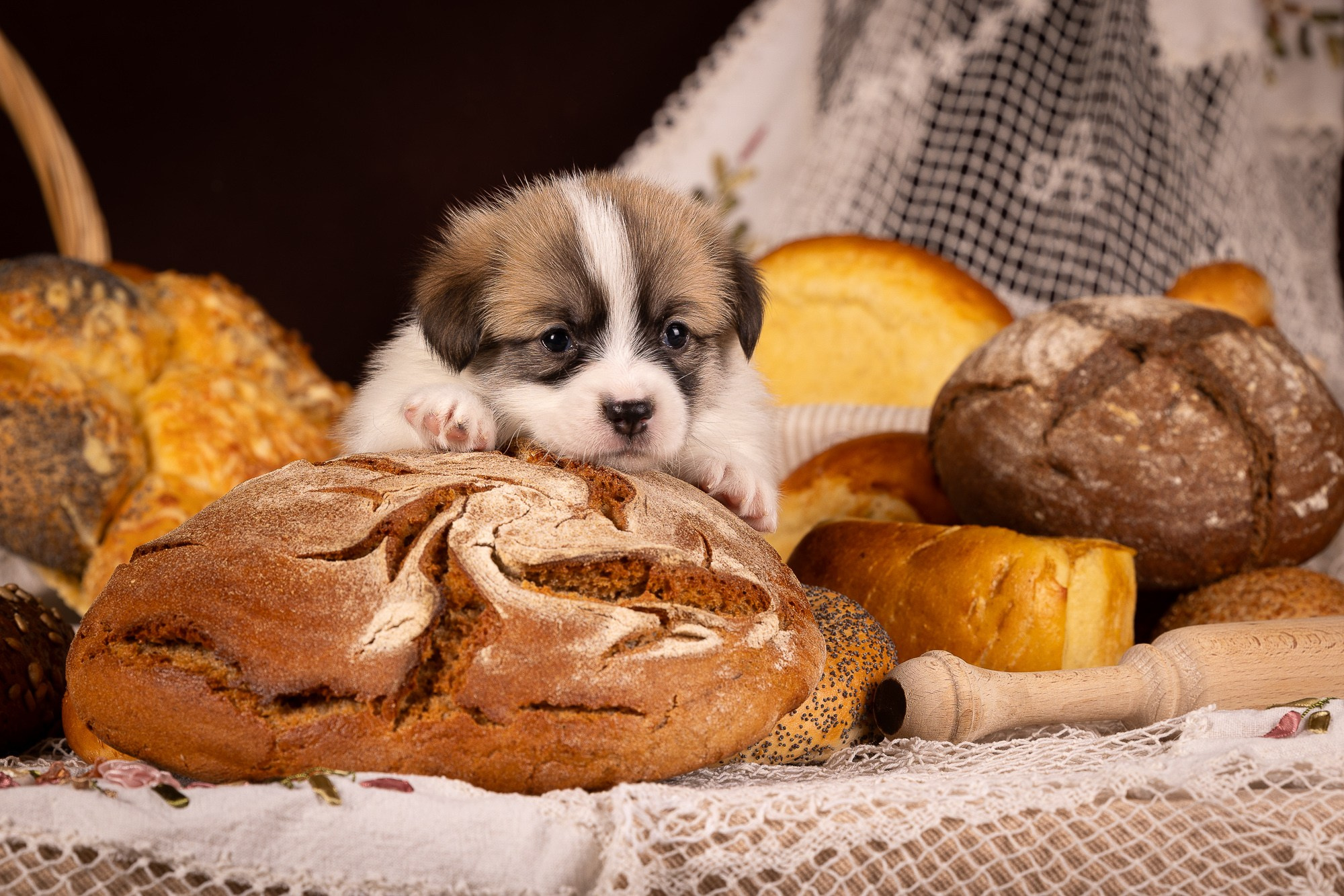 Фотосъёмки щенков. Фотограф-анималист Natalia Deingel | Фотосъемка собак в Москве