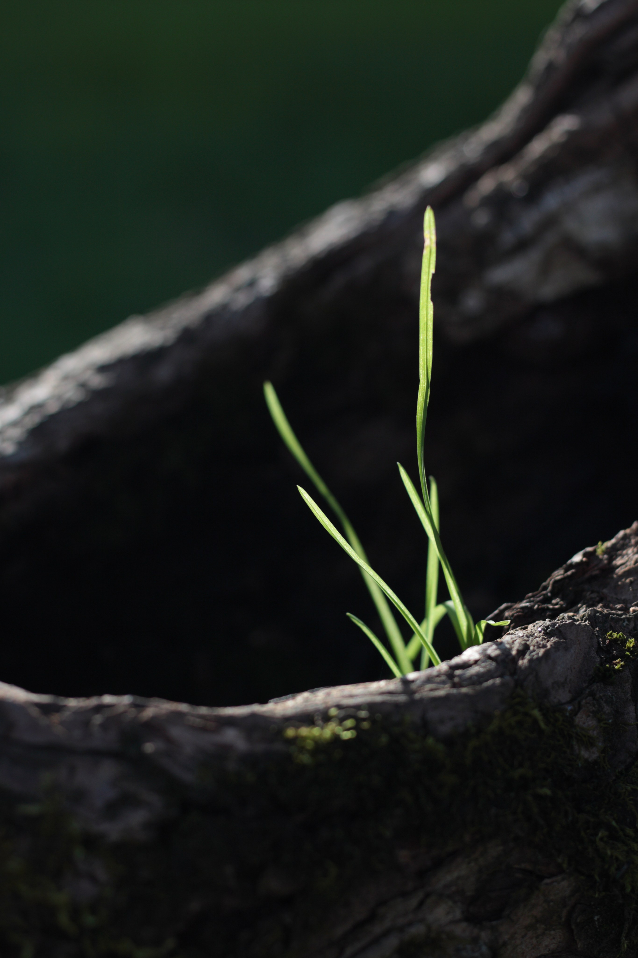 Старое природное, отбирала Katamount (Катерина Горохова). Главная