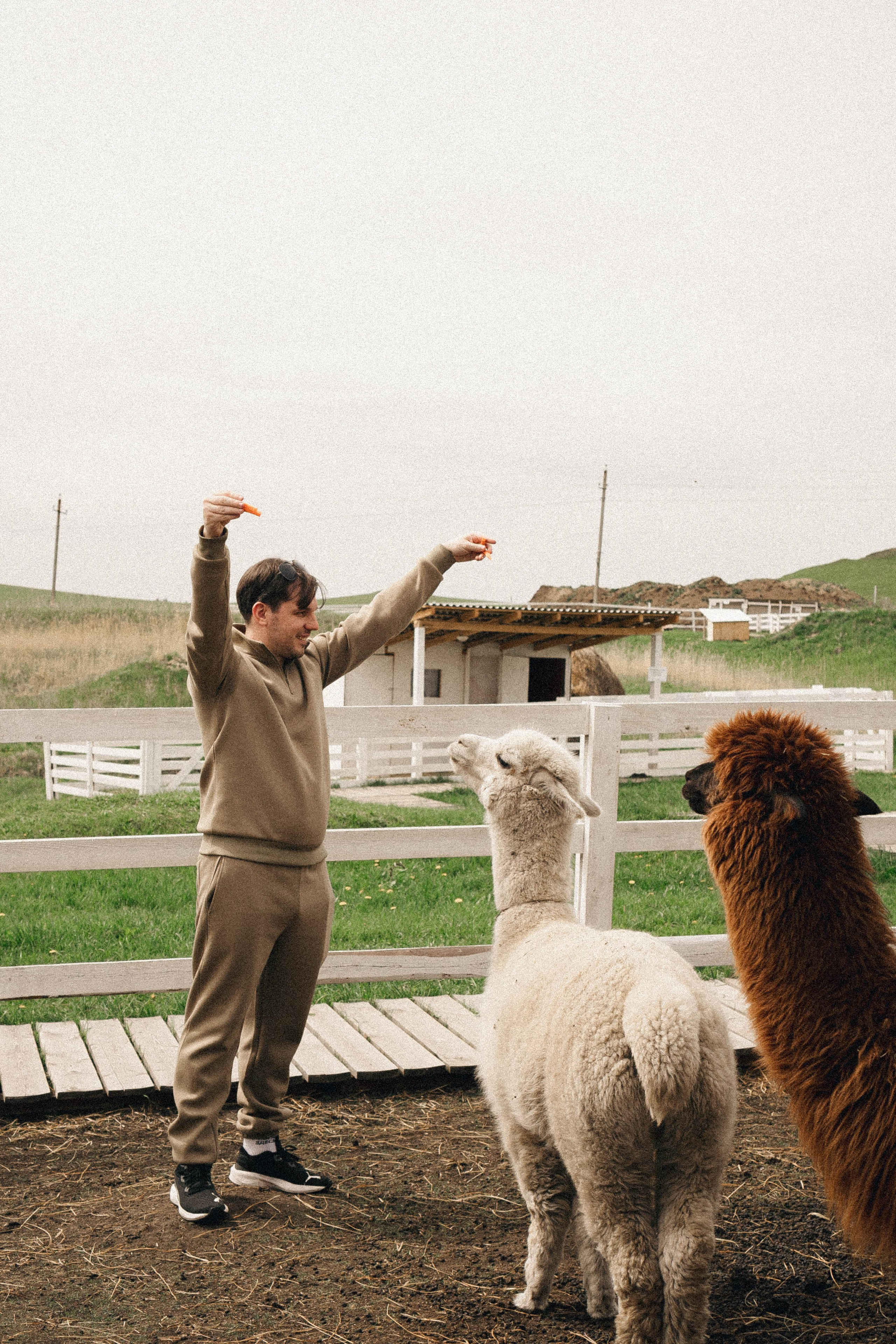 Ферма Альпак. Профессиональный фотограф, Санкт-Петербург — Виктория Богомолова