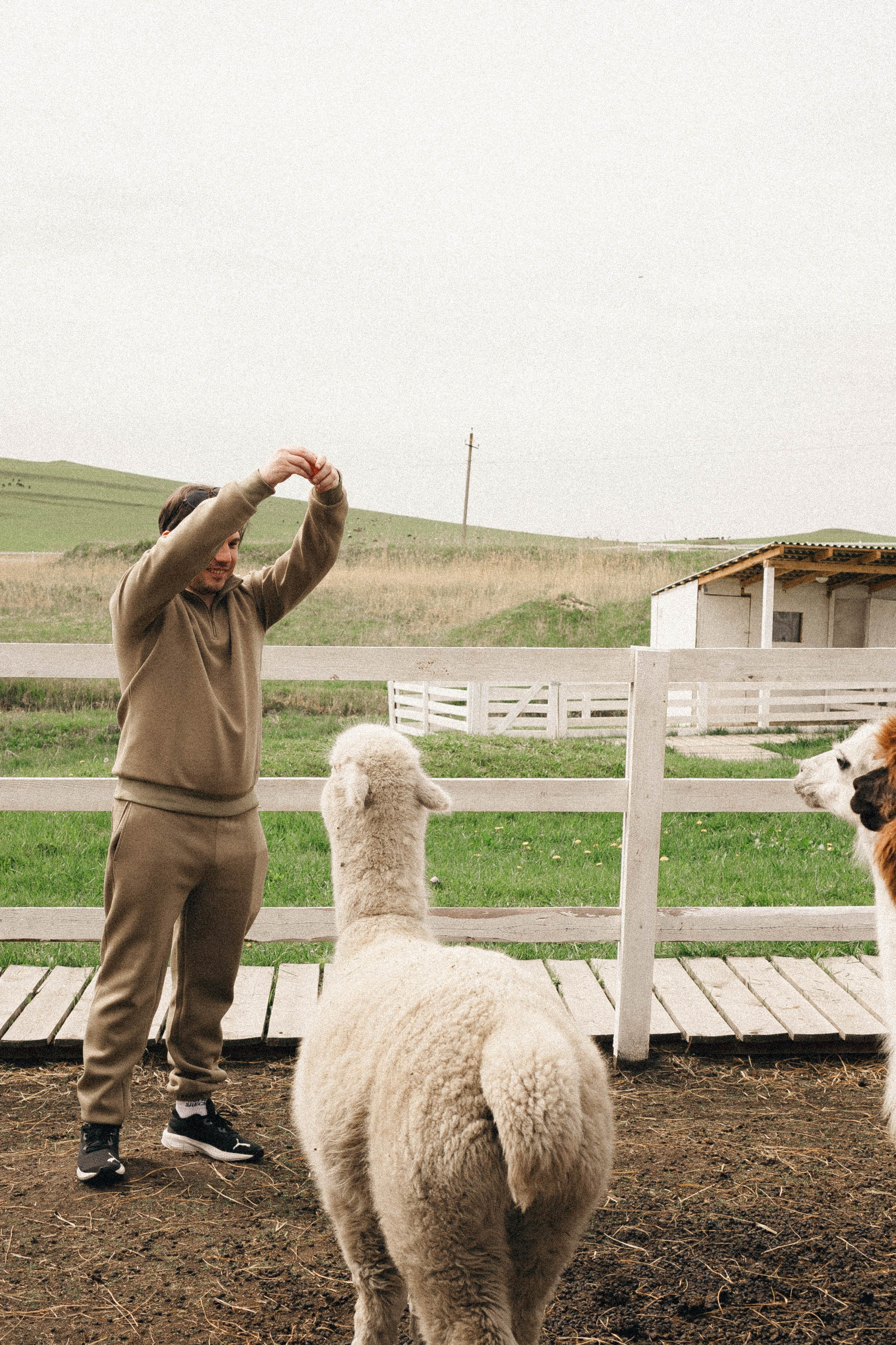 Ферма Альпак. Профессиональный фотограф, Санкт-Петербург — Виктория Богомолова
