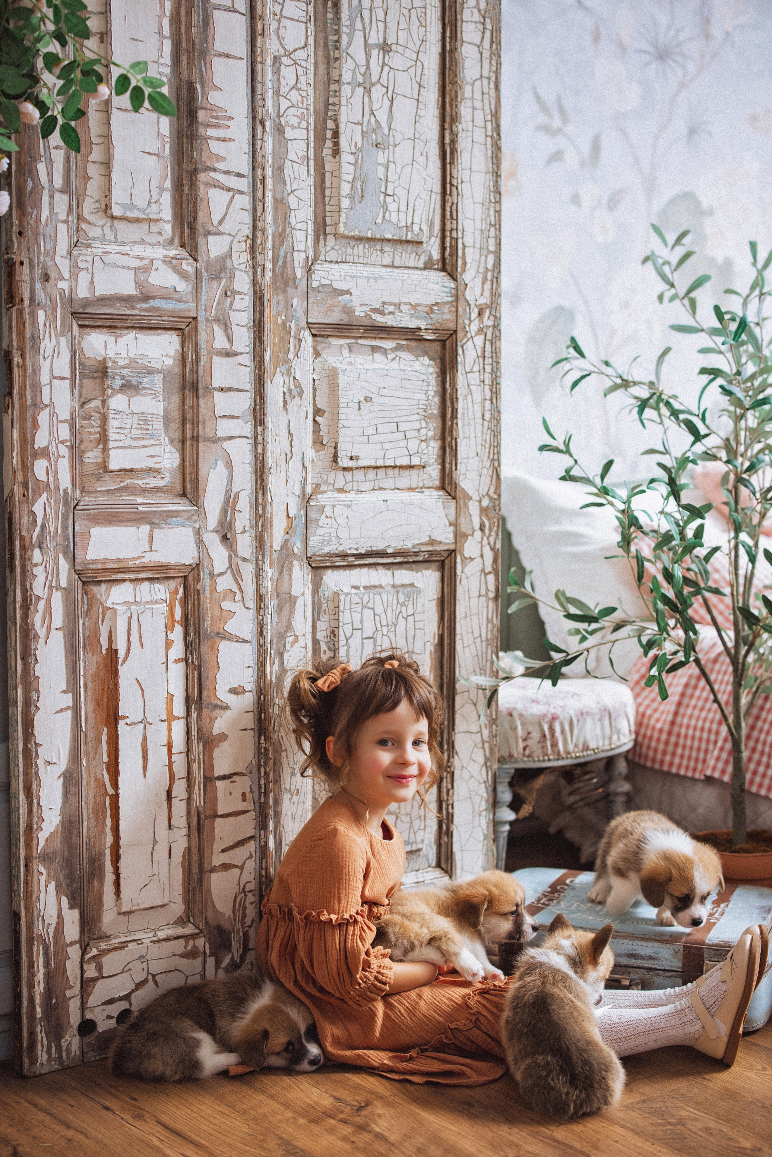 Фотосессия с щенками Корги, в фотостудии Ольги Сурухановой, город Краснодар. Семейный и детский фотограф в Краснодаре Анна Трашкова