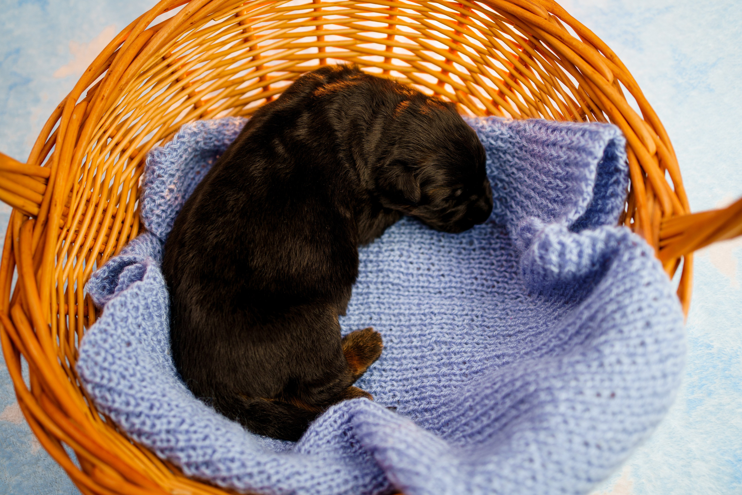 Новорожденные немецкие овчарки. Фотограф-анималист Анастасия Большакова