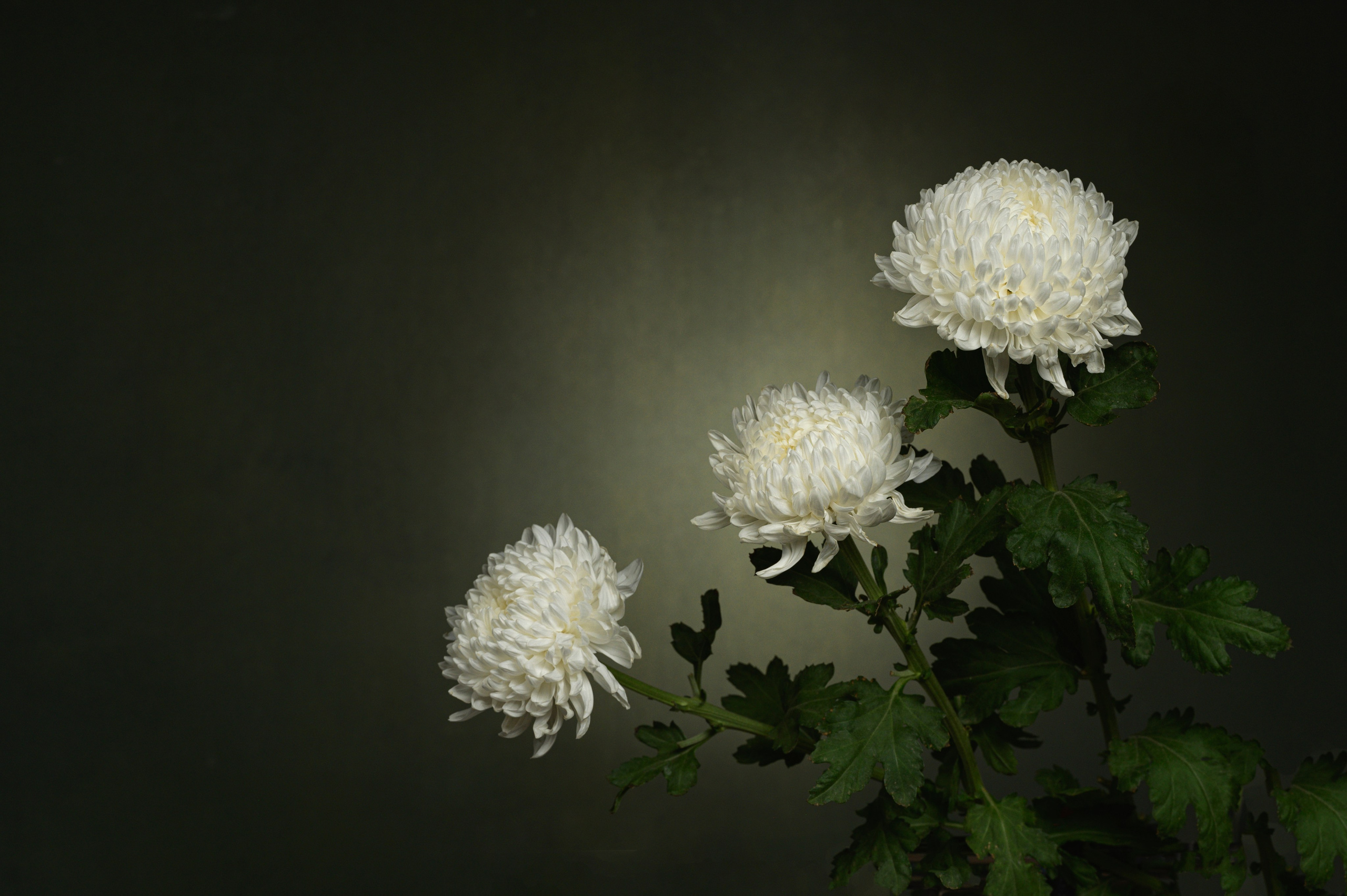 Поэзия цветов. Портретный фотограф в Челябинске Катерина Руди