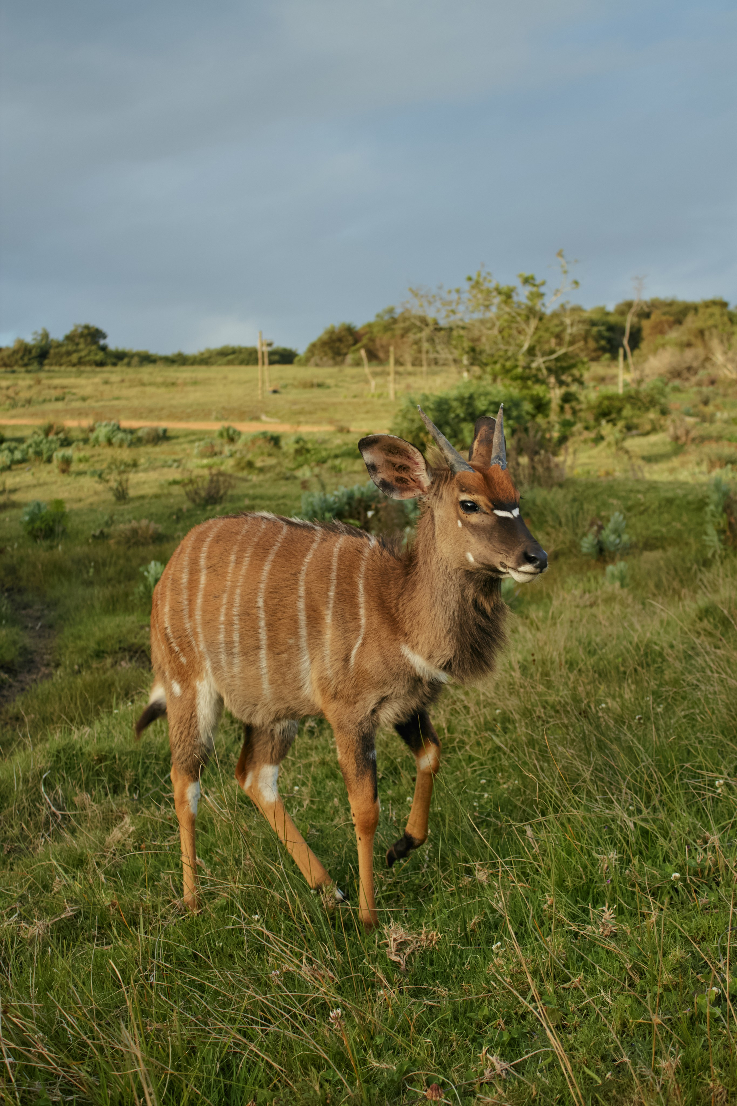ЮАР. Профессиональный Фотограф во Владимире, в Москве и в Суздале — Полина Романычева