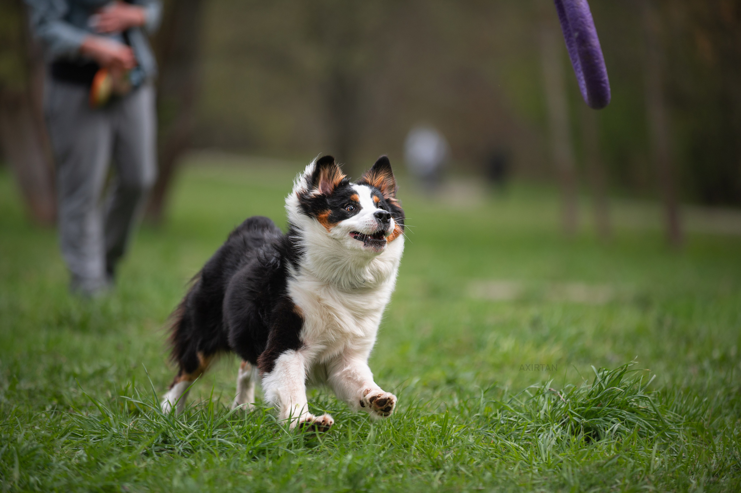 Рави. BLGKV питомник собак