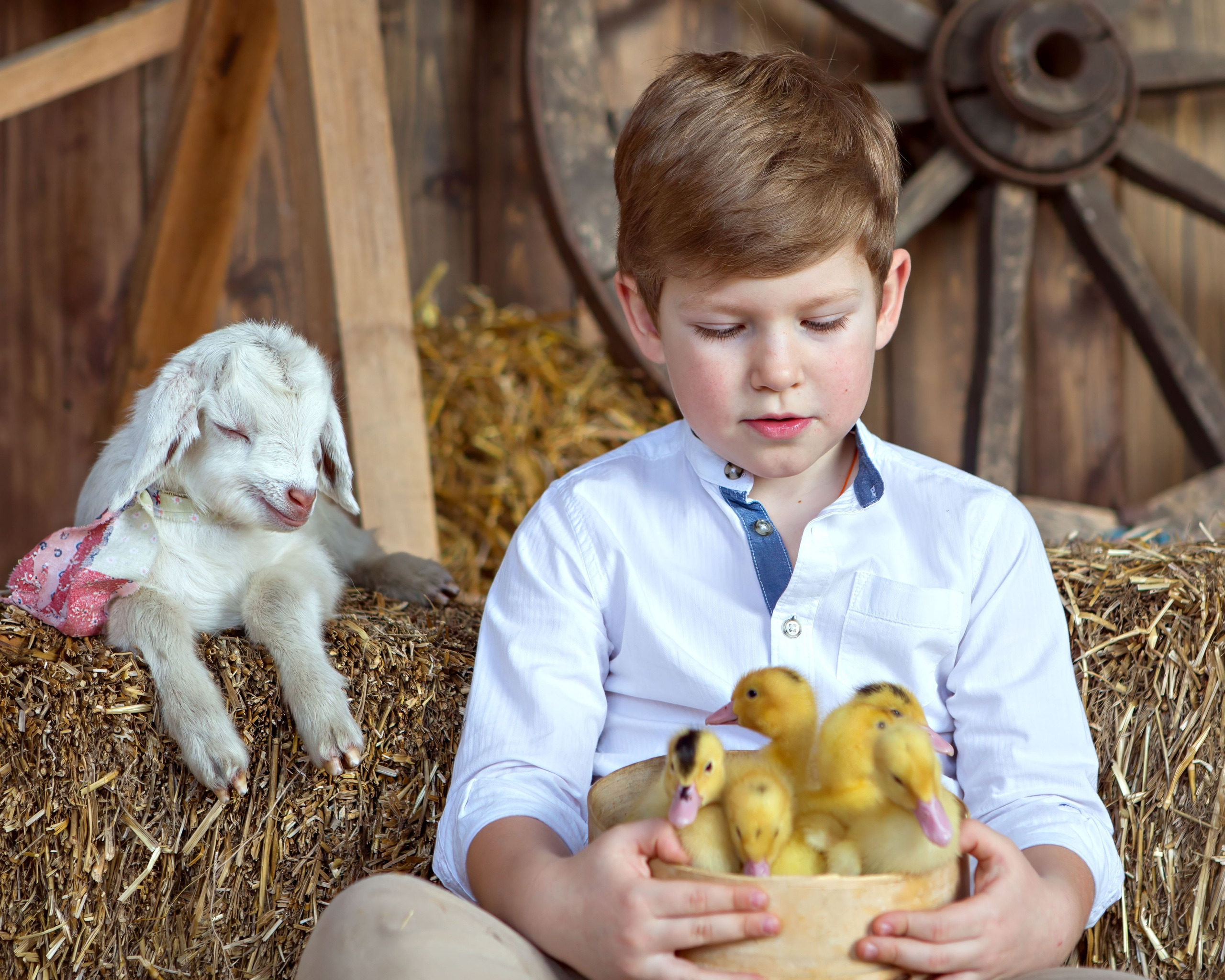 Мальчик держит утят и козленок рядом