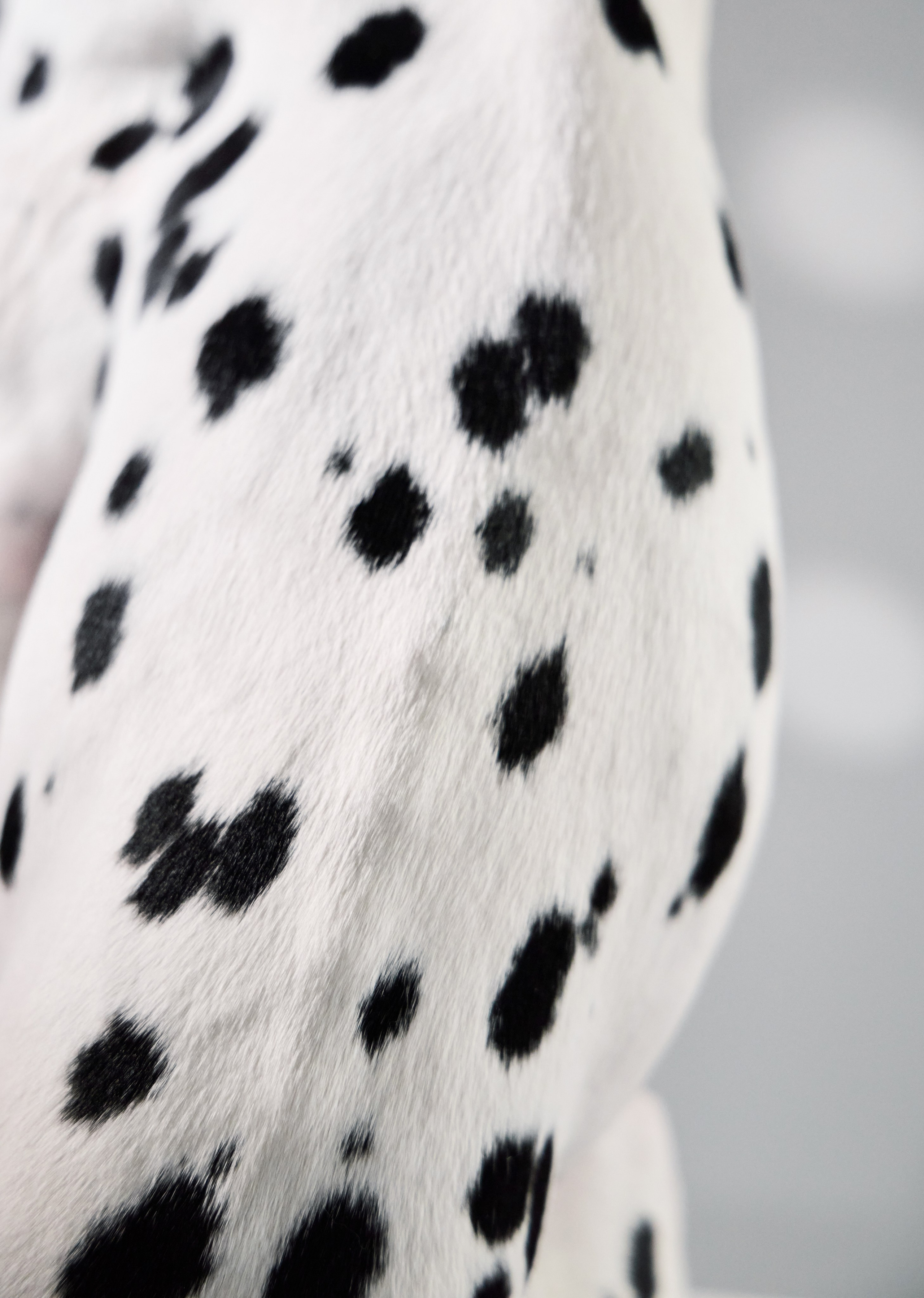 Dalmatian Form. Dog Photographer Anna Averianova | Art & Commercial Pet Photography