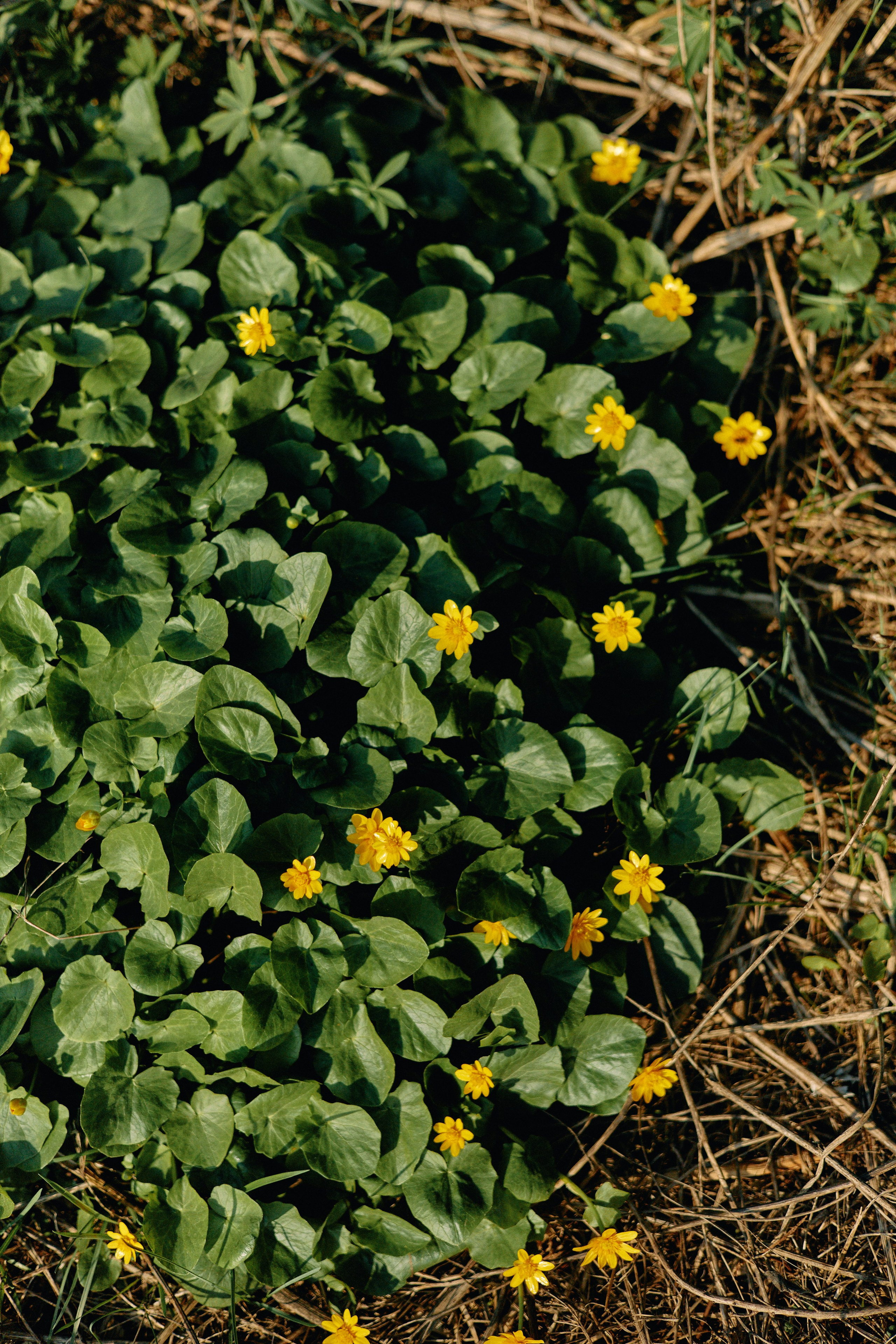 Бутик-отель Поле летом. Профессиональный Фотограф во Владимире, в Москве и в Суздале — Полина Романычева