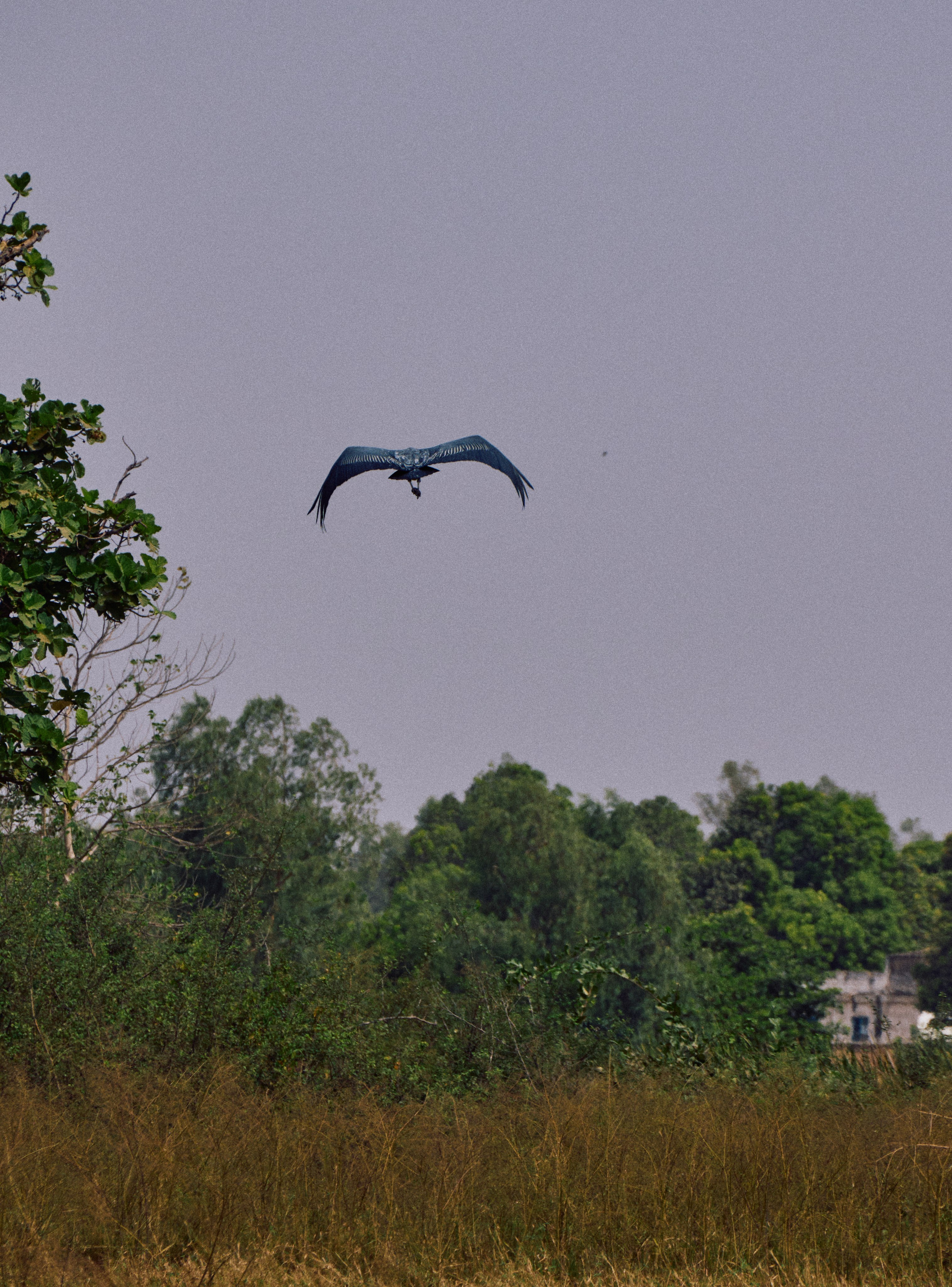 Gambia River. See the moment and catche. commercial and reportage