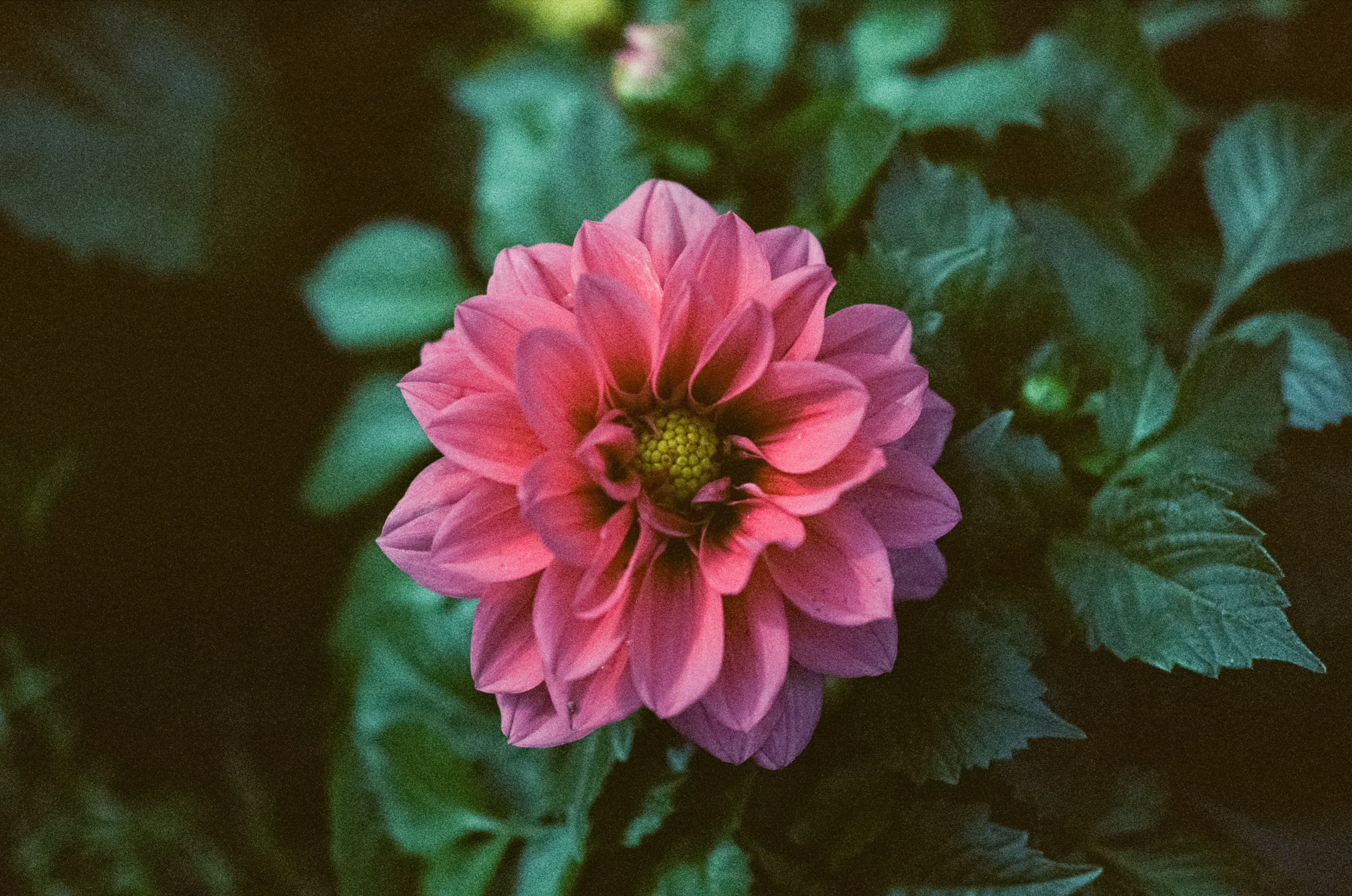 Kodak Vision 3 500T примеры фотографий