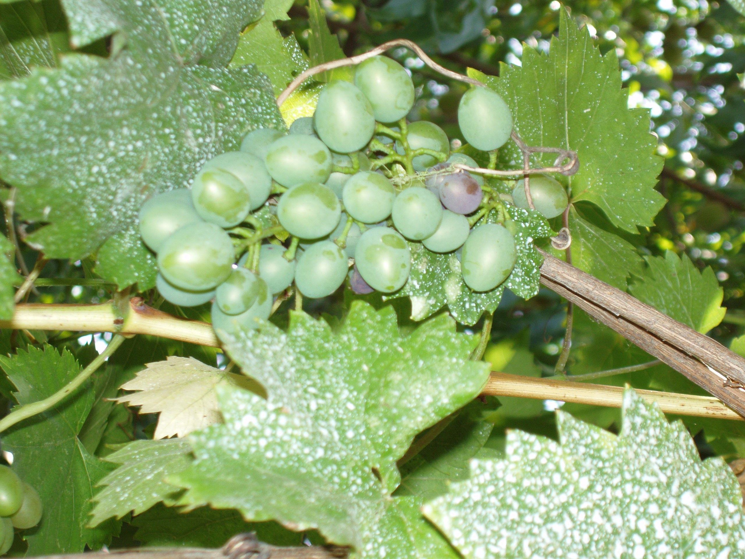 Отпуск 20.07-17.08. Семейный, Свадебный фотограф СПБ Питер— Романова Екатерина