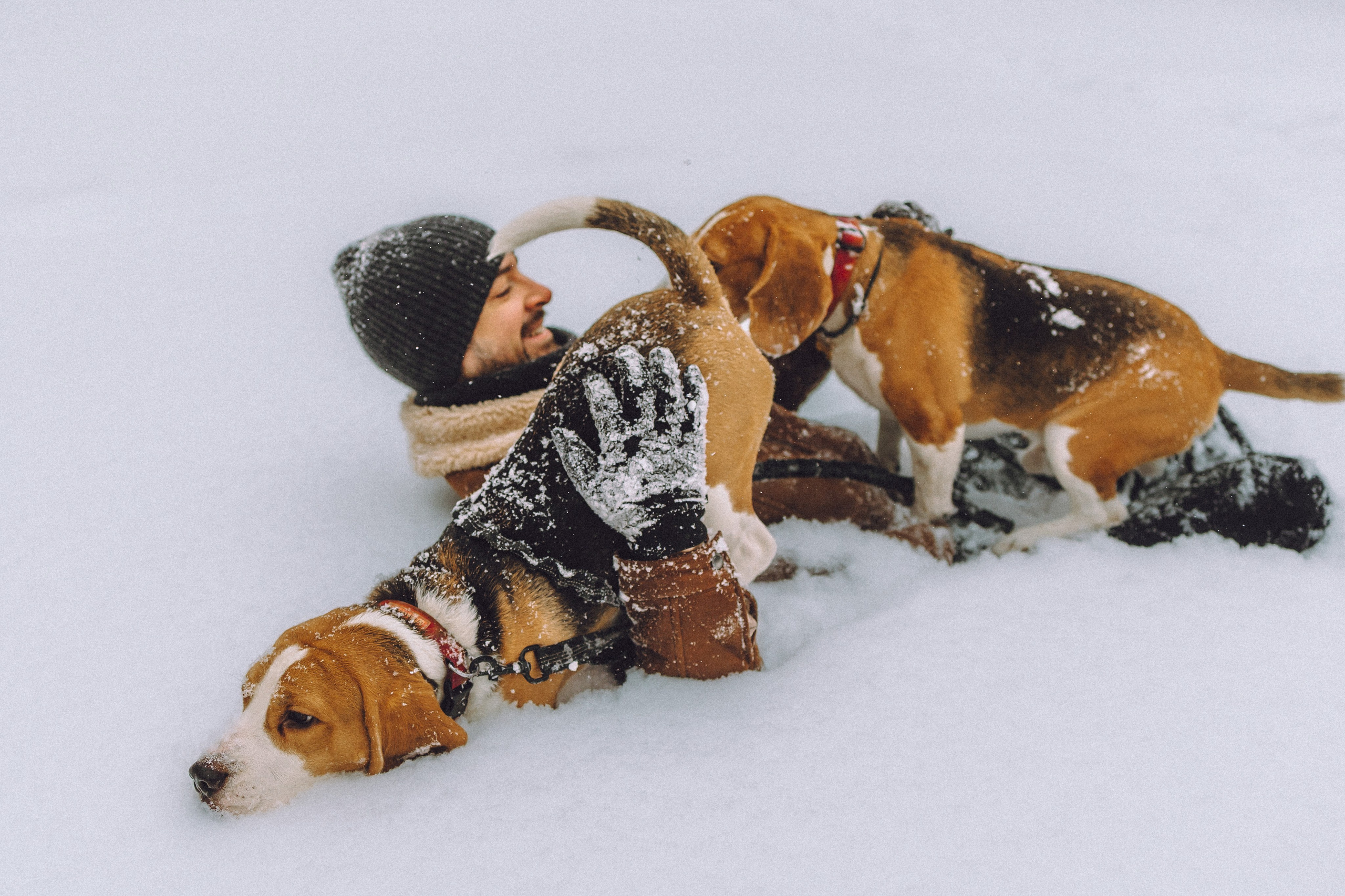Роман, Портер и Коррес