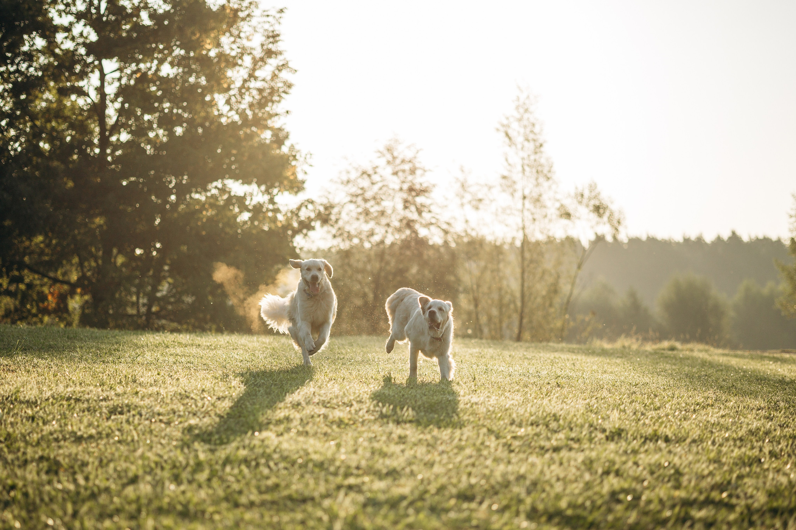 Ирина и ее золотинки. Фотограф — Анималист | Санкт-Петербург