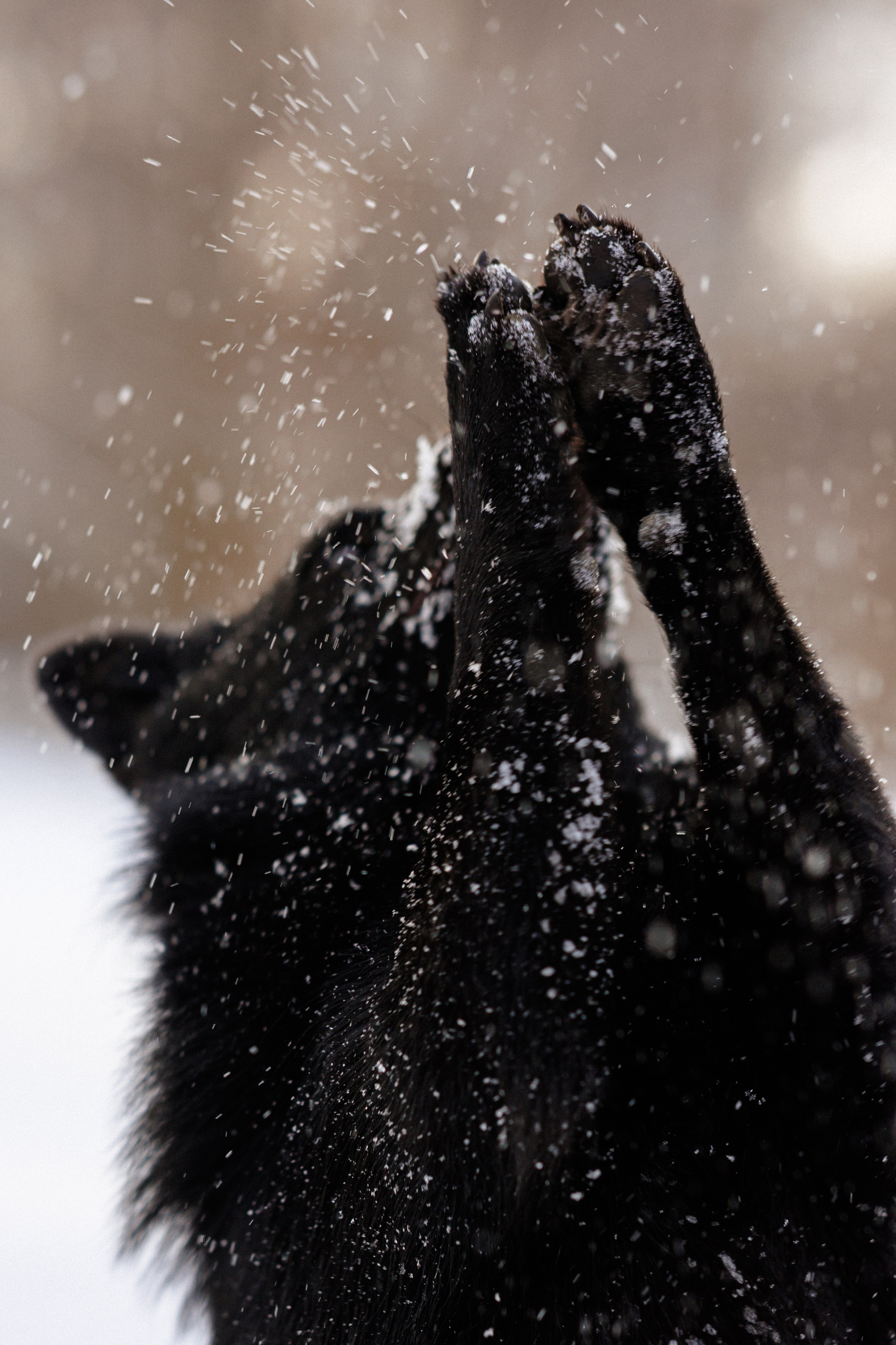 Юлия и Кит. Фотограф в Санкт-Петербурге Алёна Губинская
