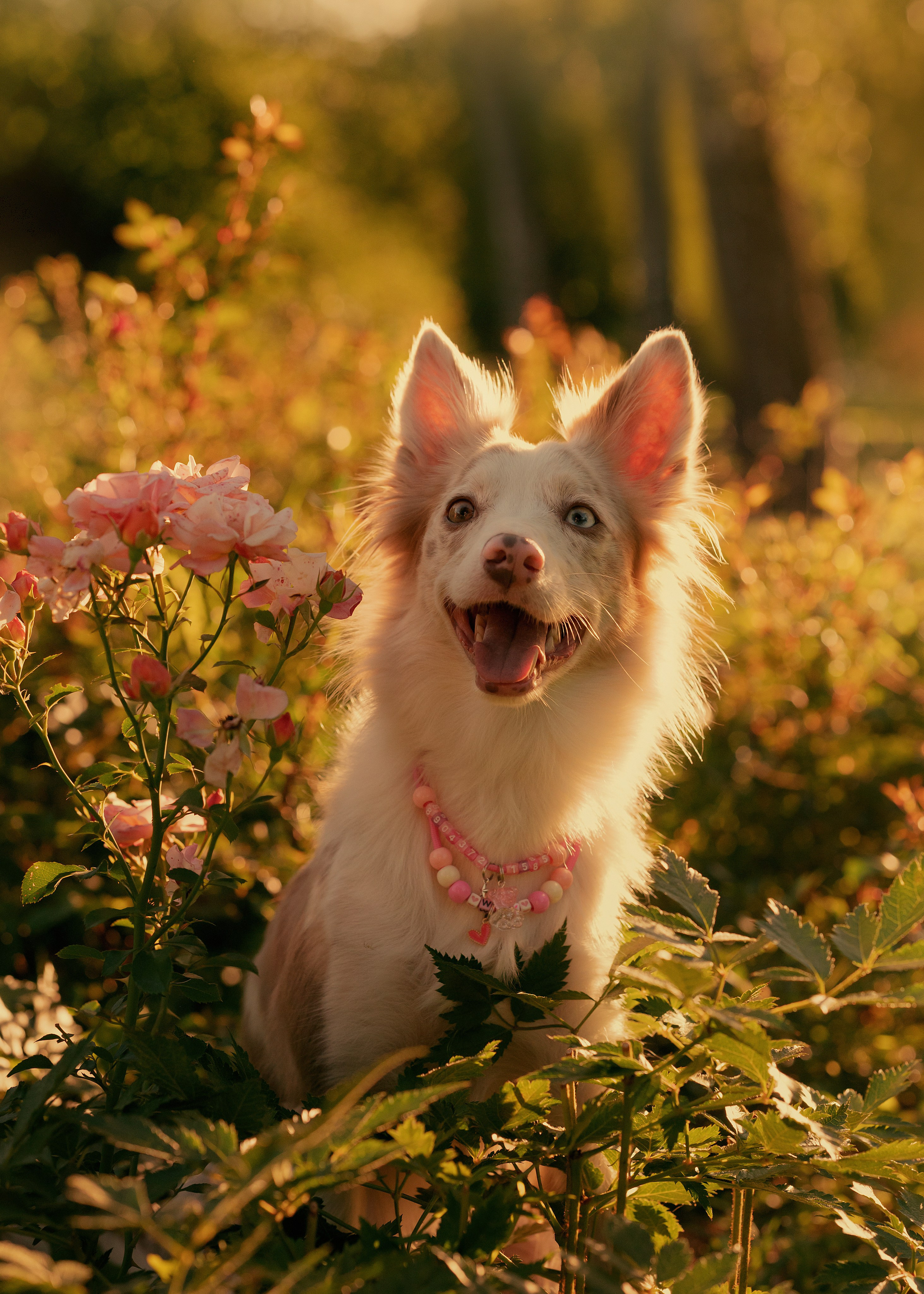 Вэй. Фотограф- анималист Александра Матвеева