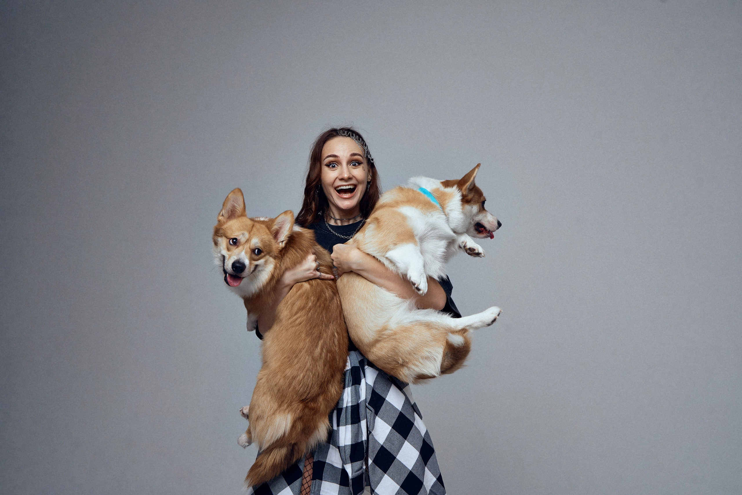 КОРГИ. Фотограф Санкт-Петербург