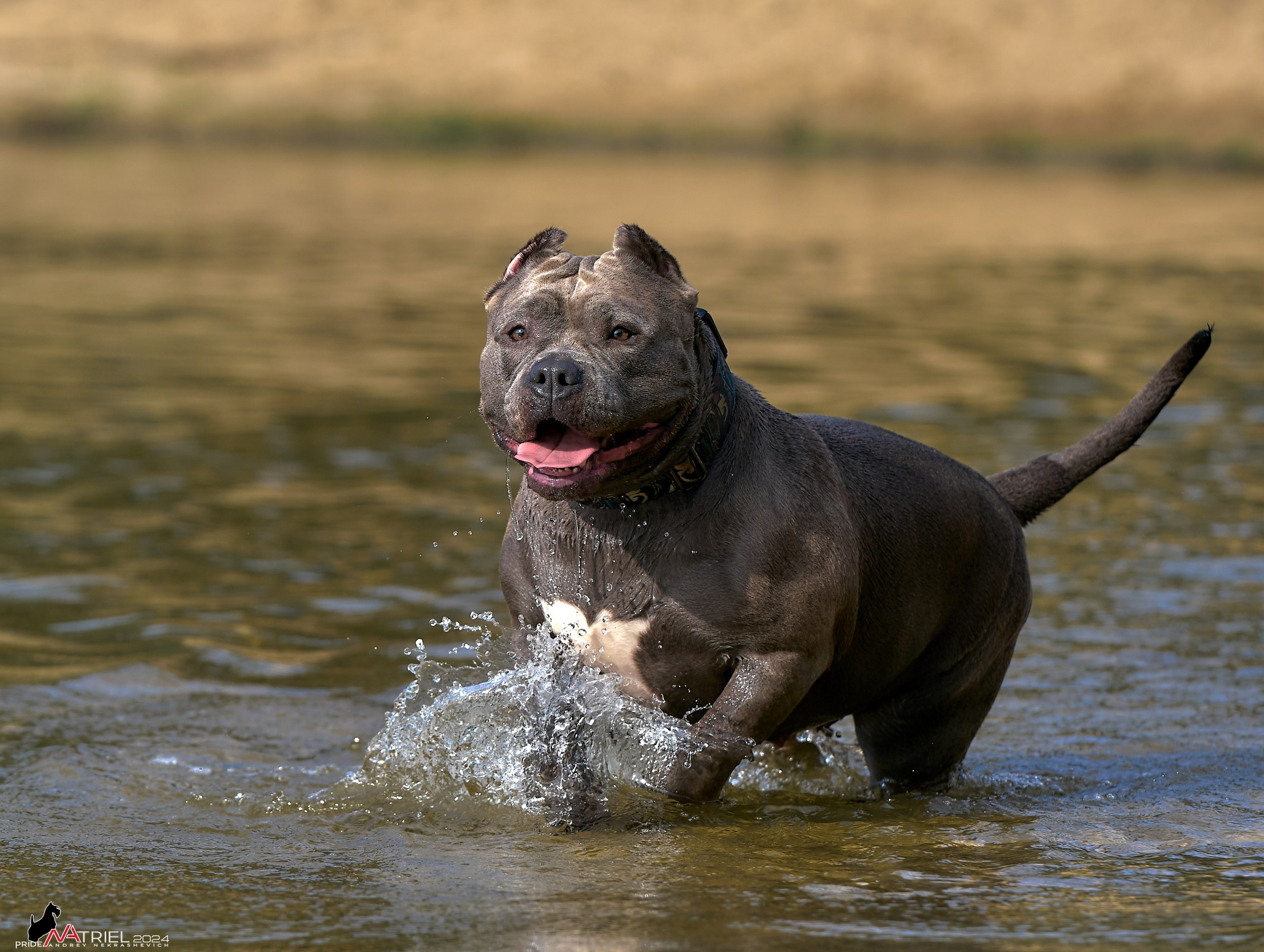 Фотопрогулка с булли