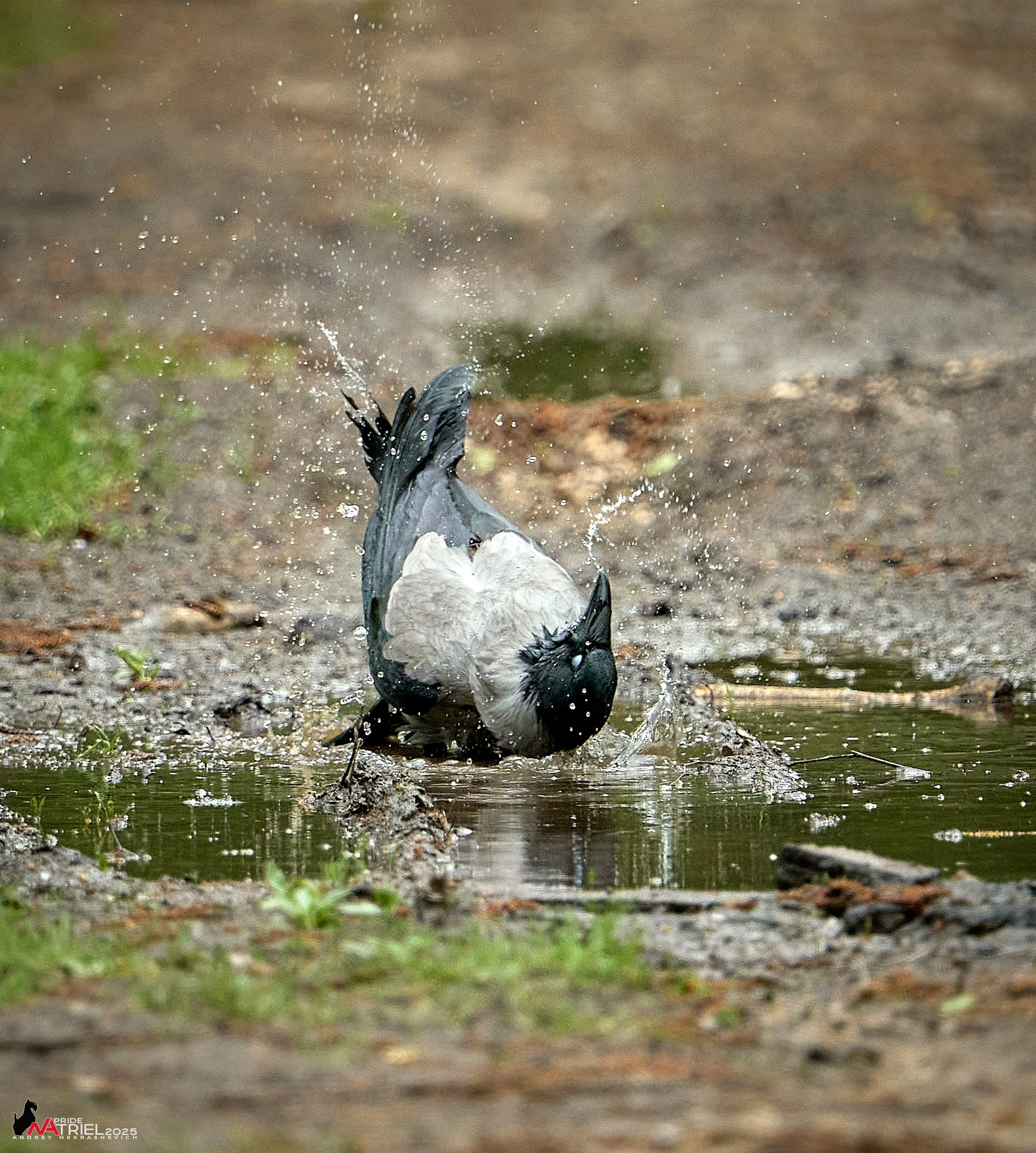 Съемка в майском лесу