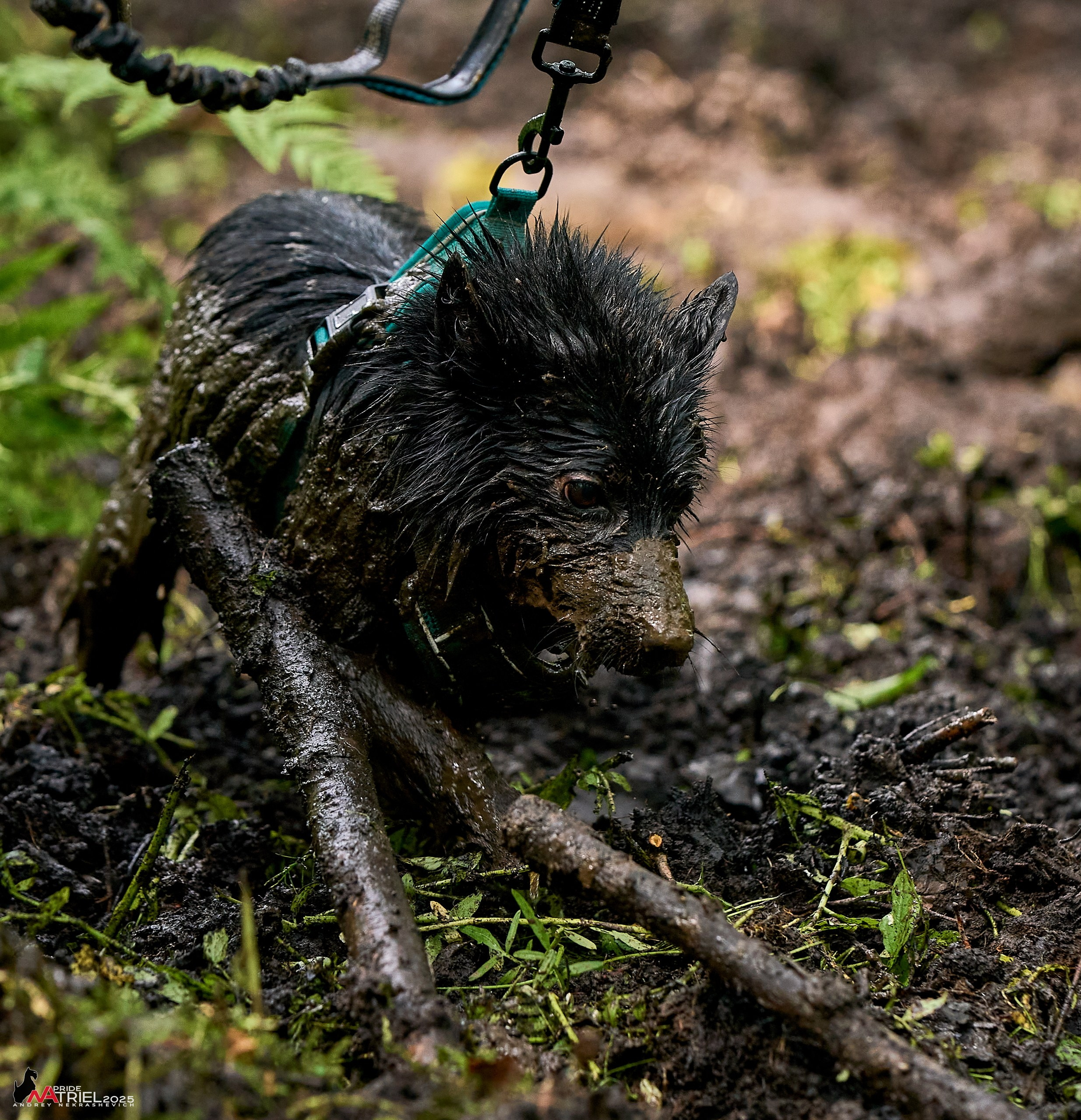 Russian Extreme Dog Trail — 2025