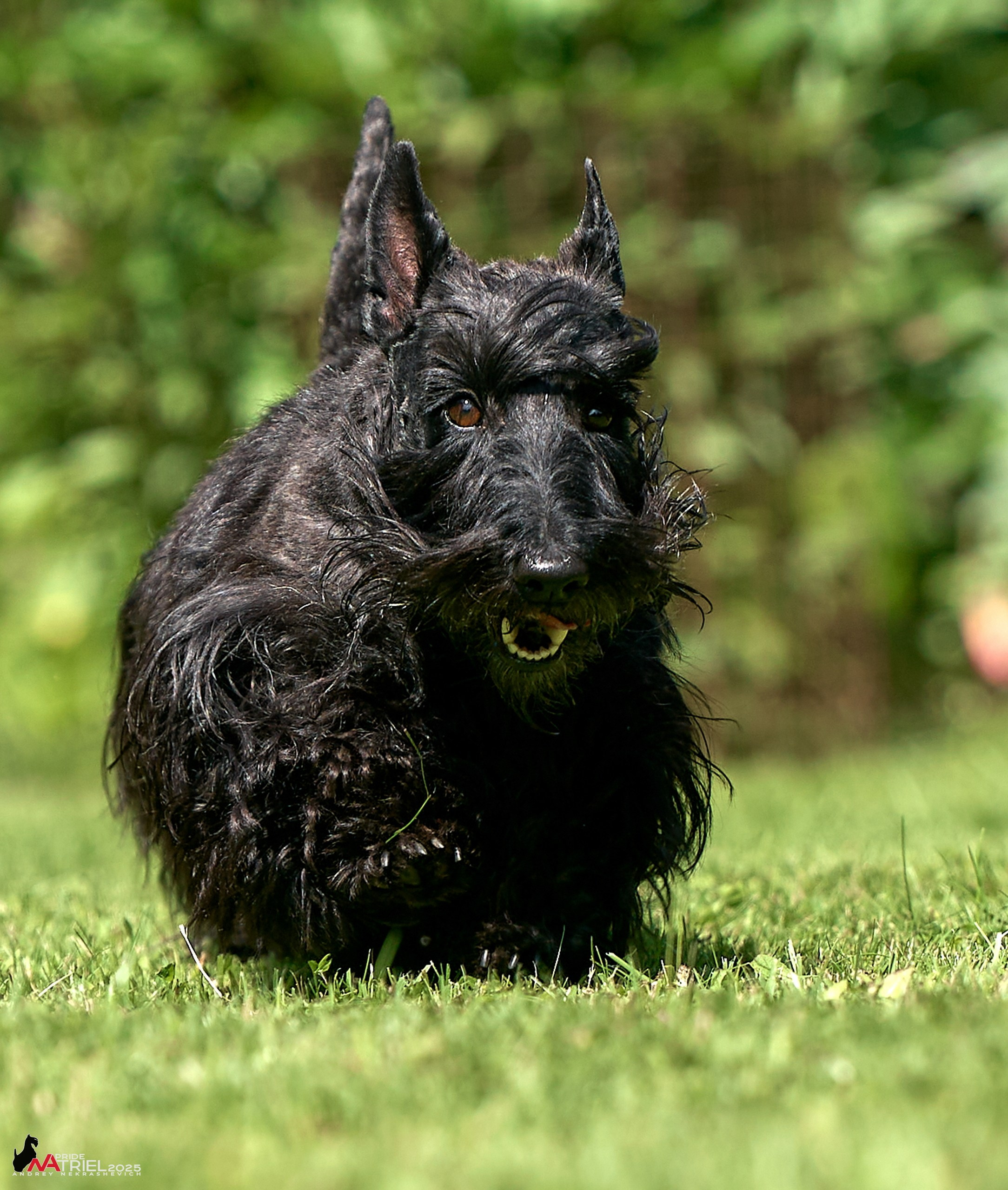 Алабаи и скотч-терьеры в питомнике у Ольги