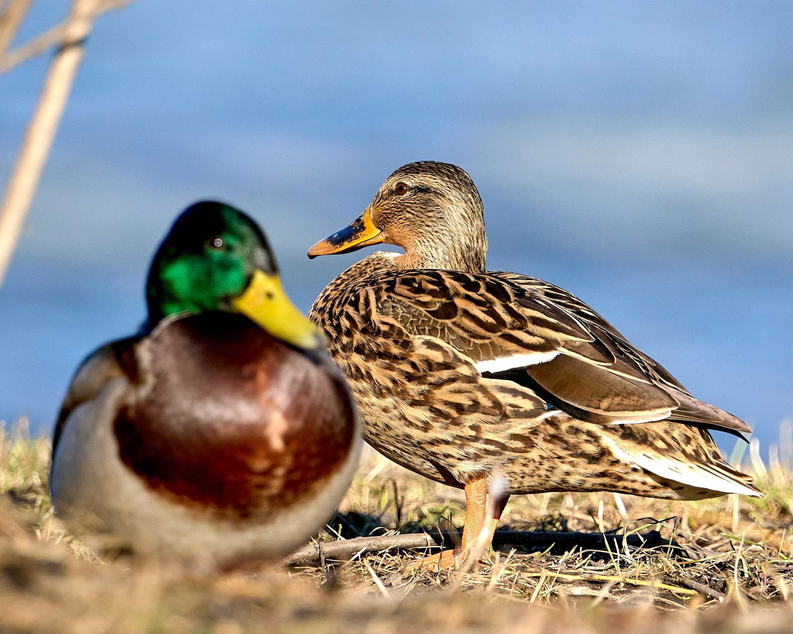 Фото птиц — галерея NATRIEL