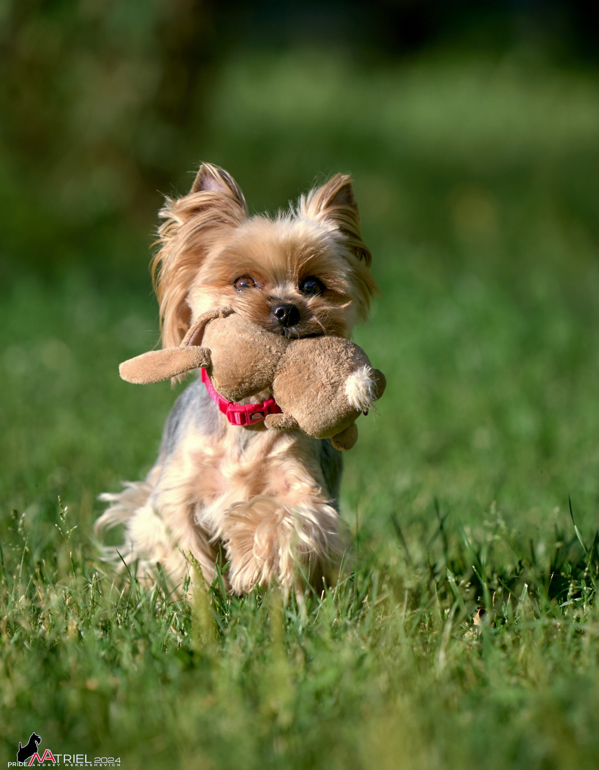 Фотопрогулка с собаками Бася и Циля