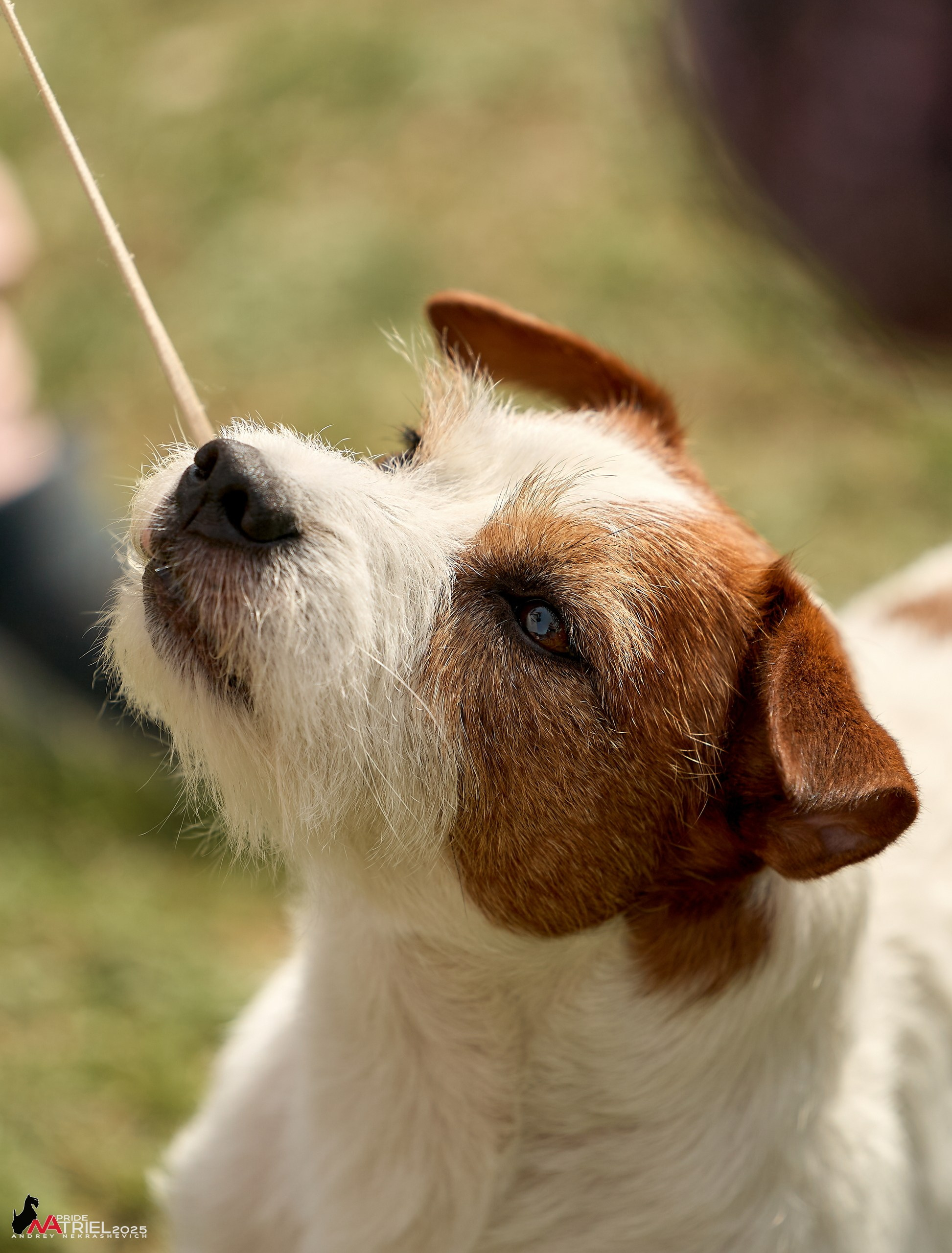 Выставка собак Суздаль-Владимир