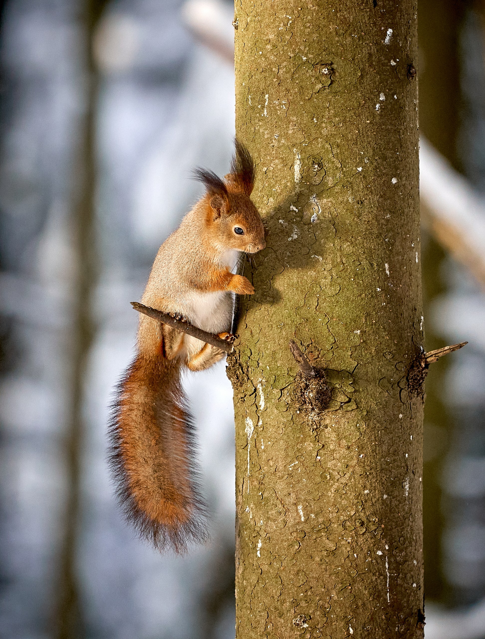 Животные — галерея NATRIEL