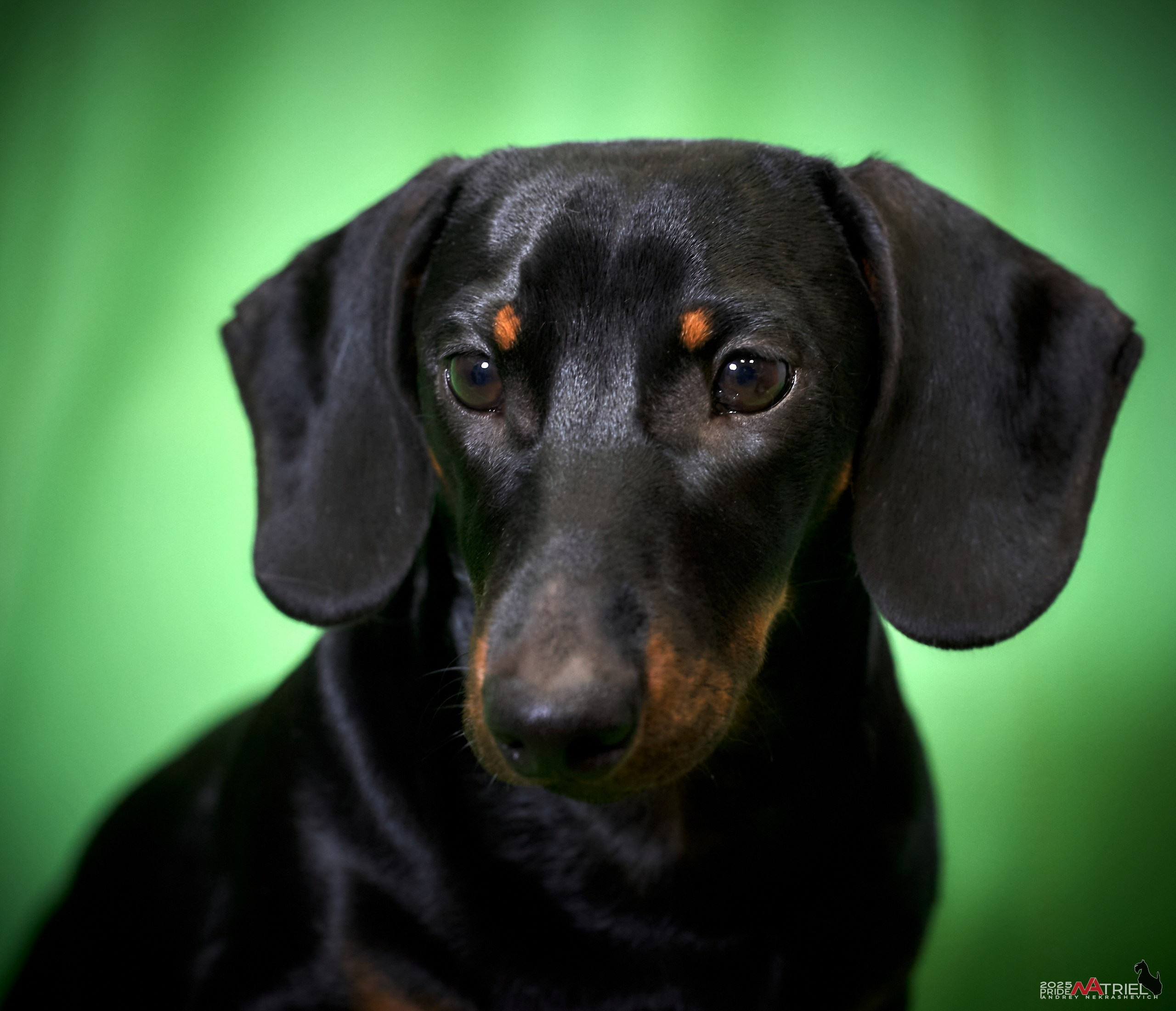 Собаки в студии — галерея NATRIEL