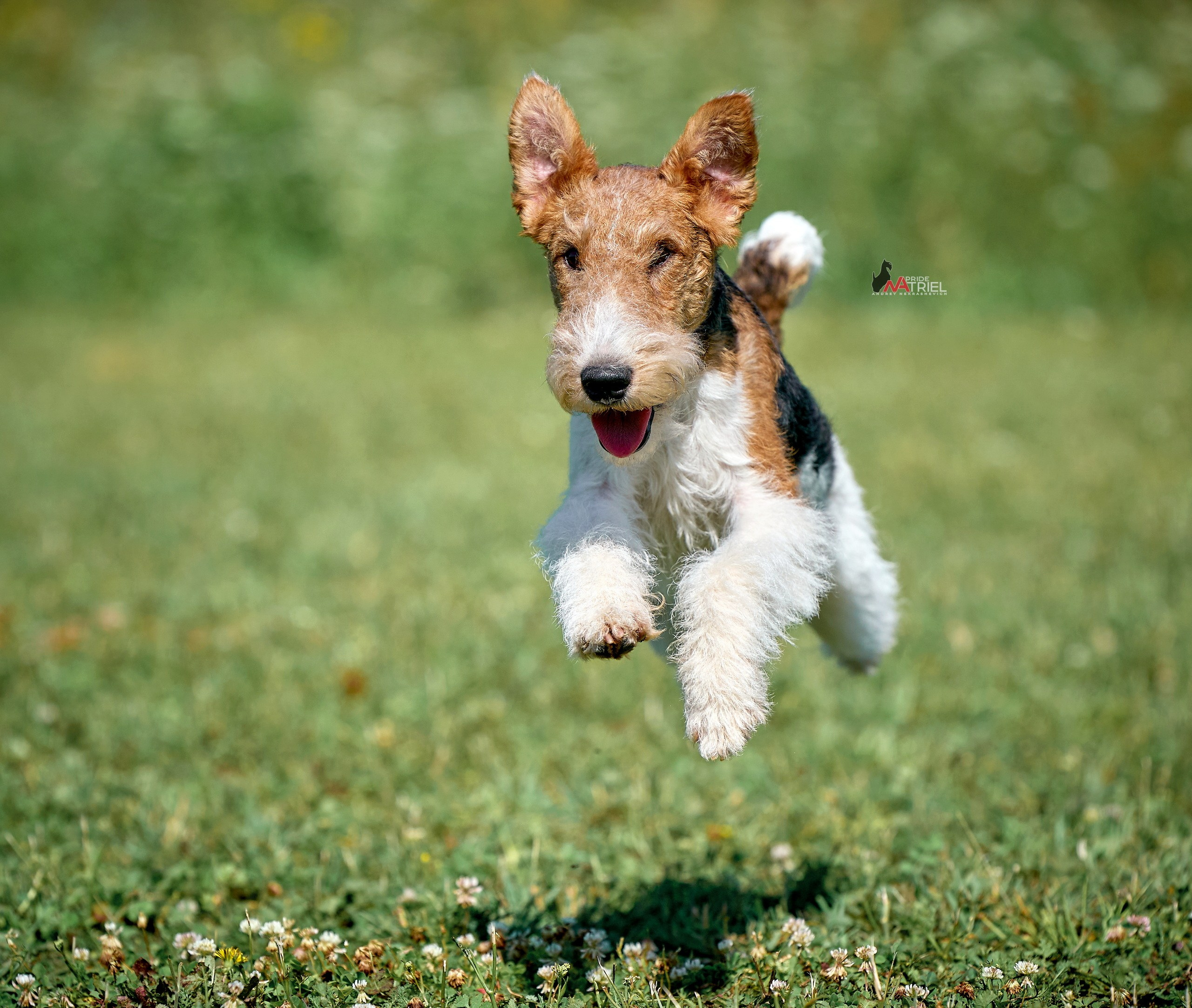 Прогулка в движении — галерея NATRIEL