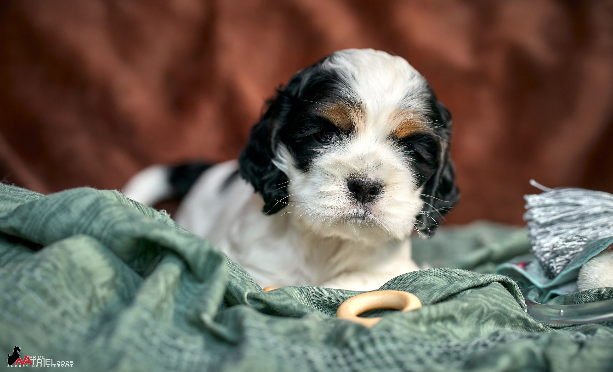 Щенки АмКокеров