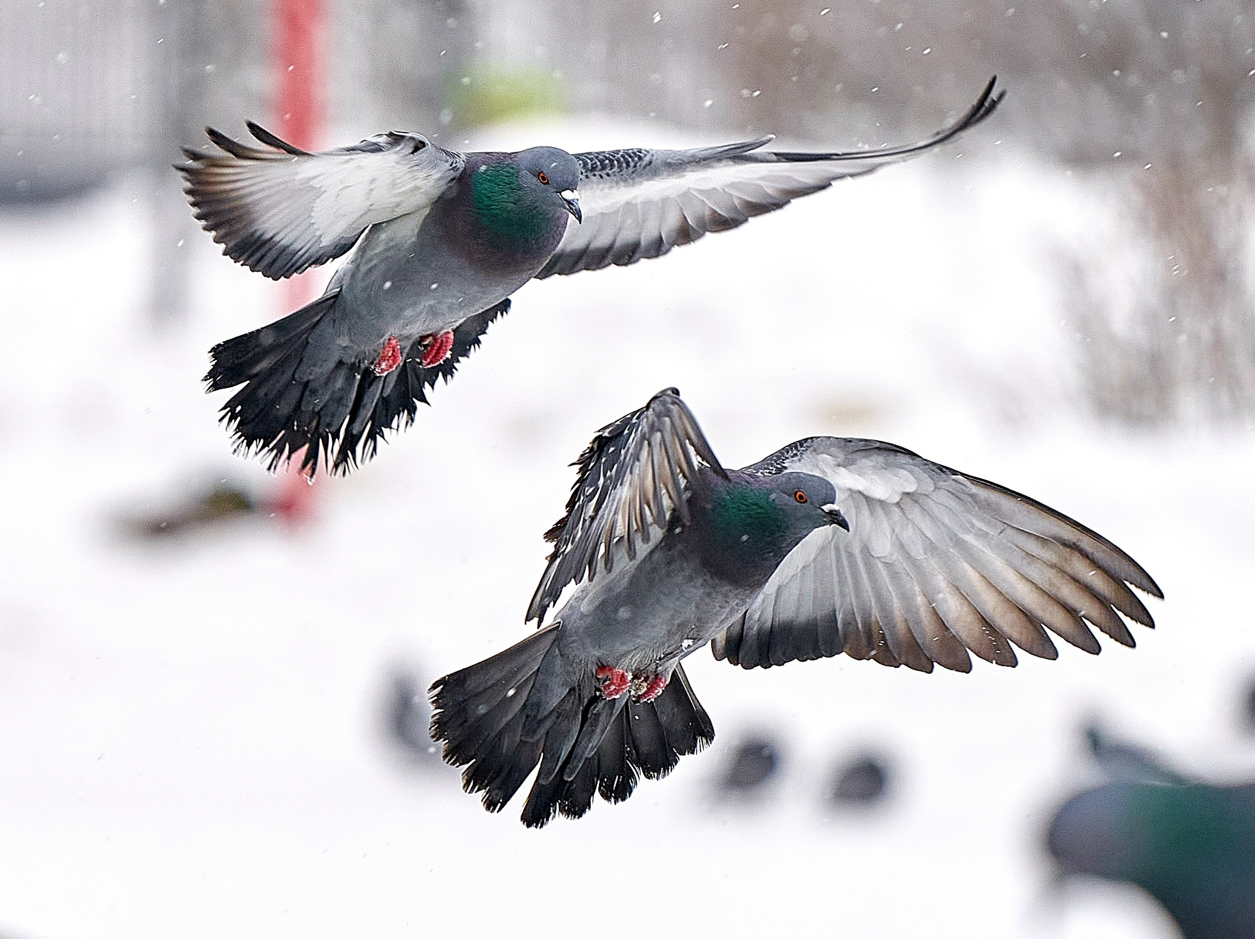 Фото птиц — галерея NATRIEL