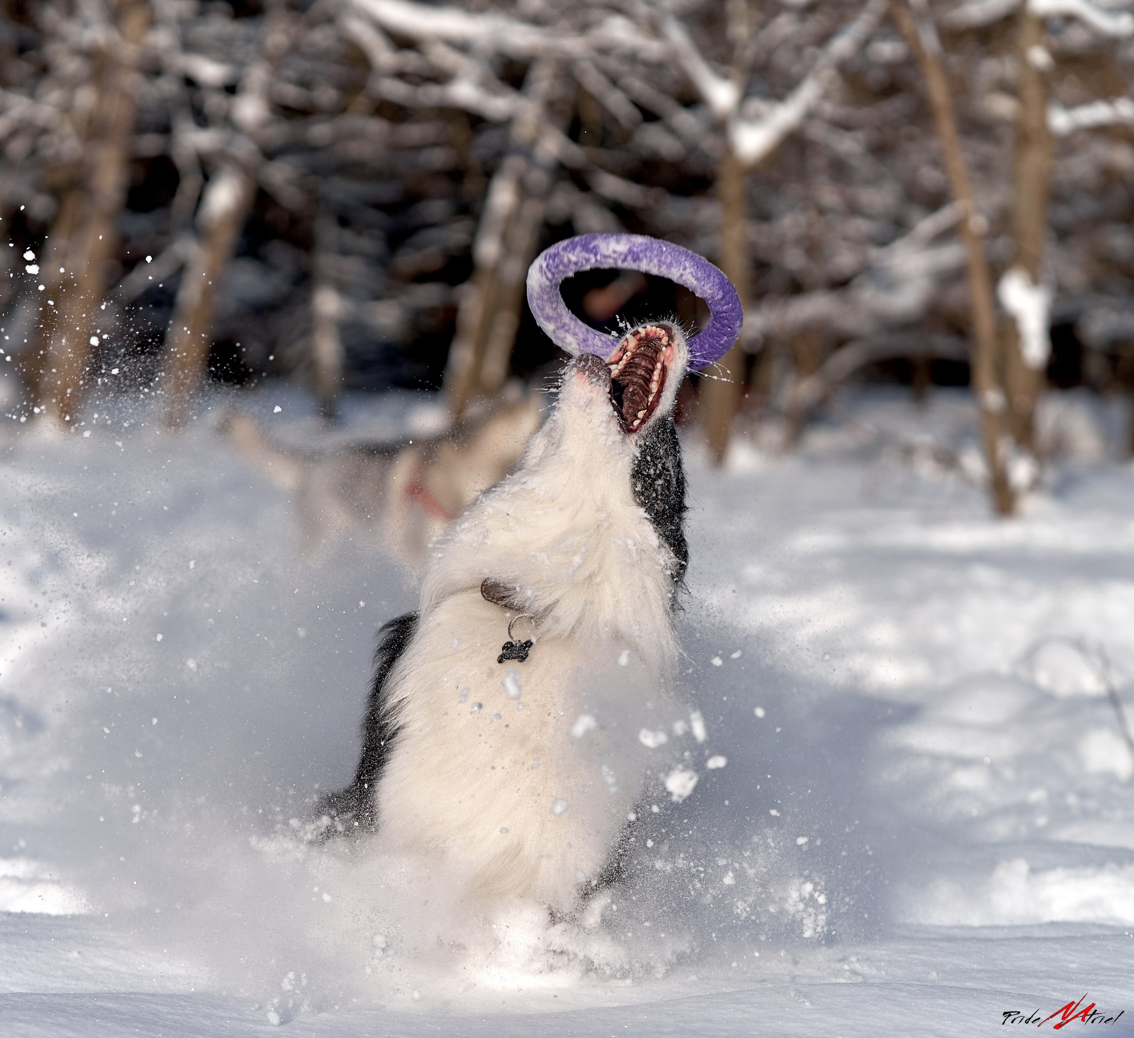 Обидиенс и танцы с собаками — галерея NATRIEL