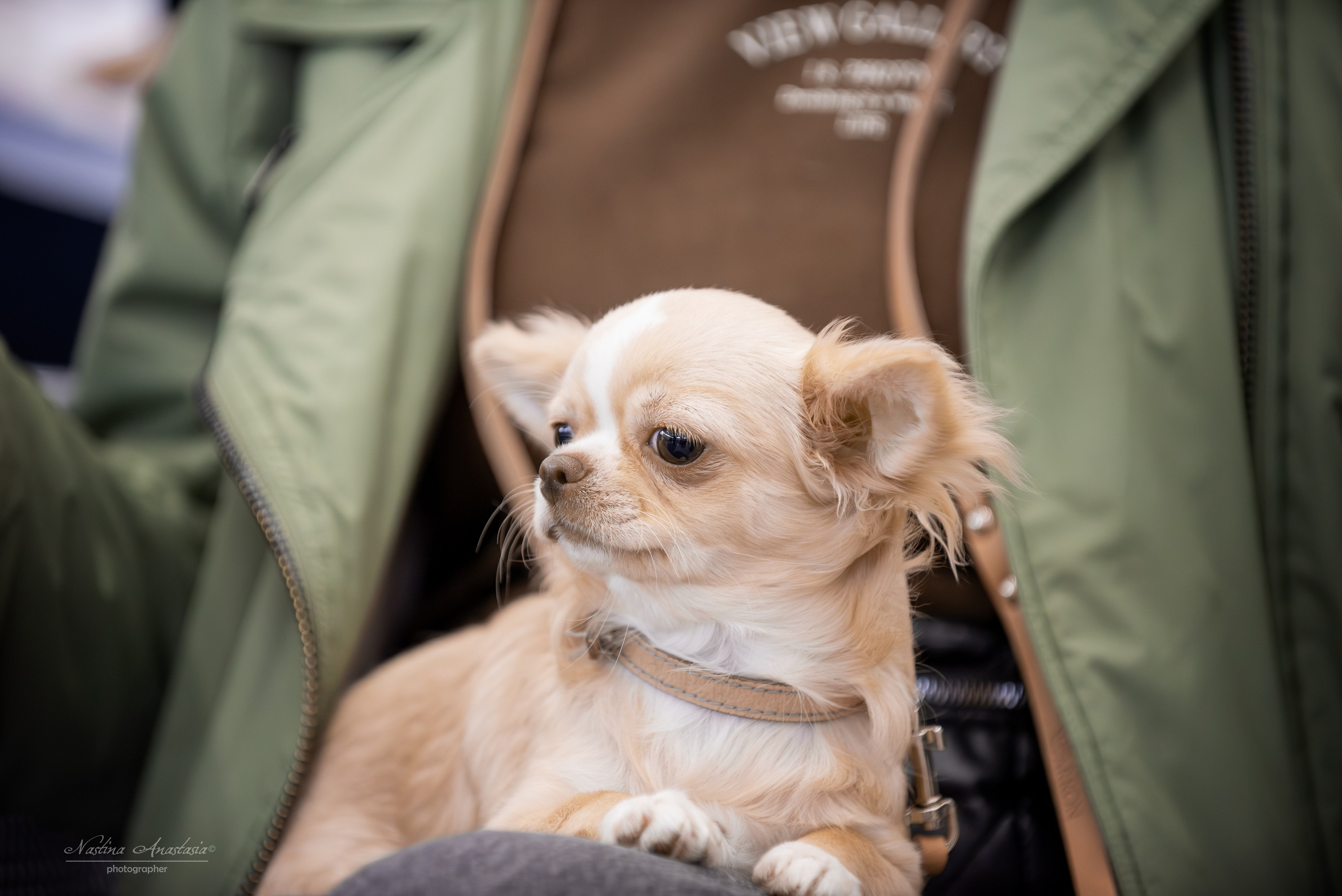 Выставки. Фотограф — Анималист