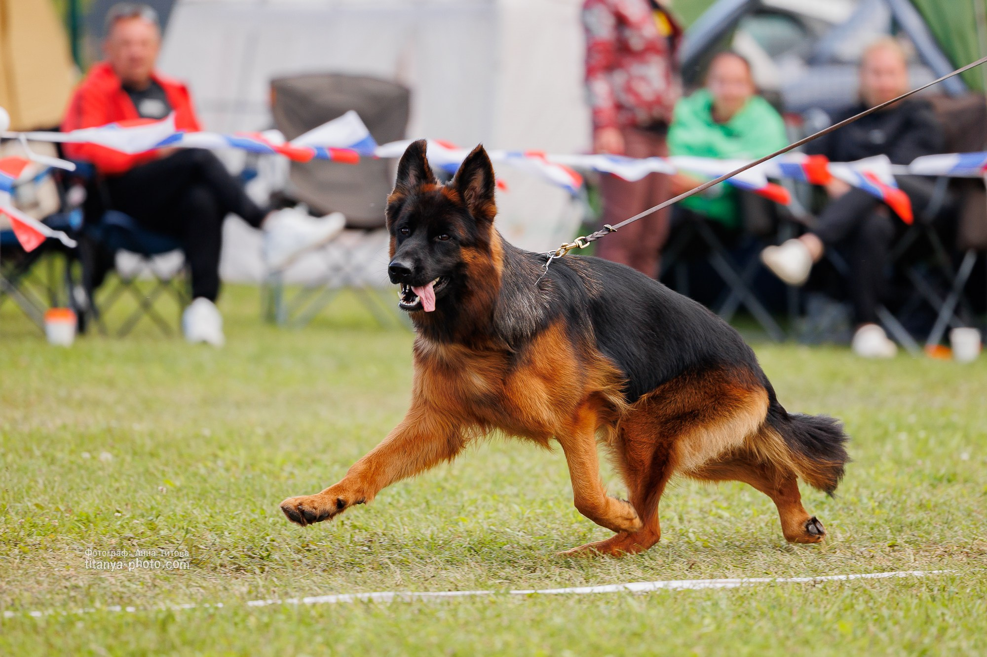 Немецкие овчарки: фото из рингов и вне ринга, мутпроба (фотографии с выставок). Фотограф собак, фотограф-анималист Аня Титова (Titanya). Москва