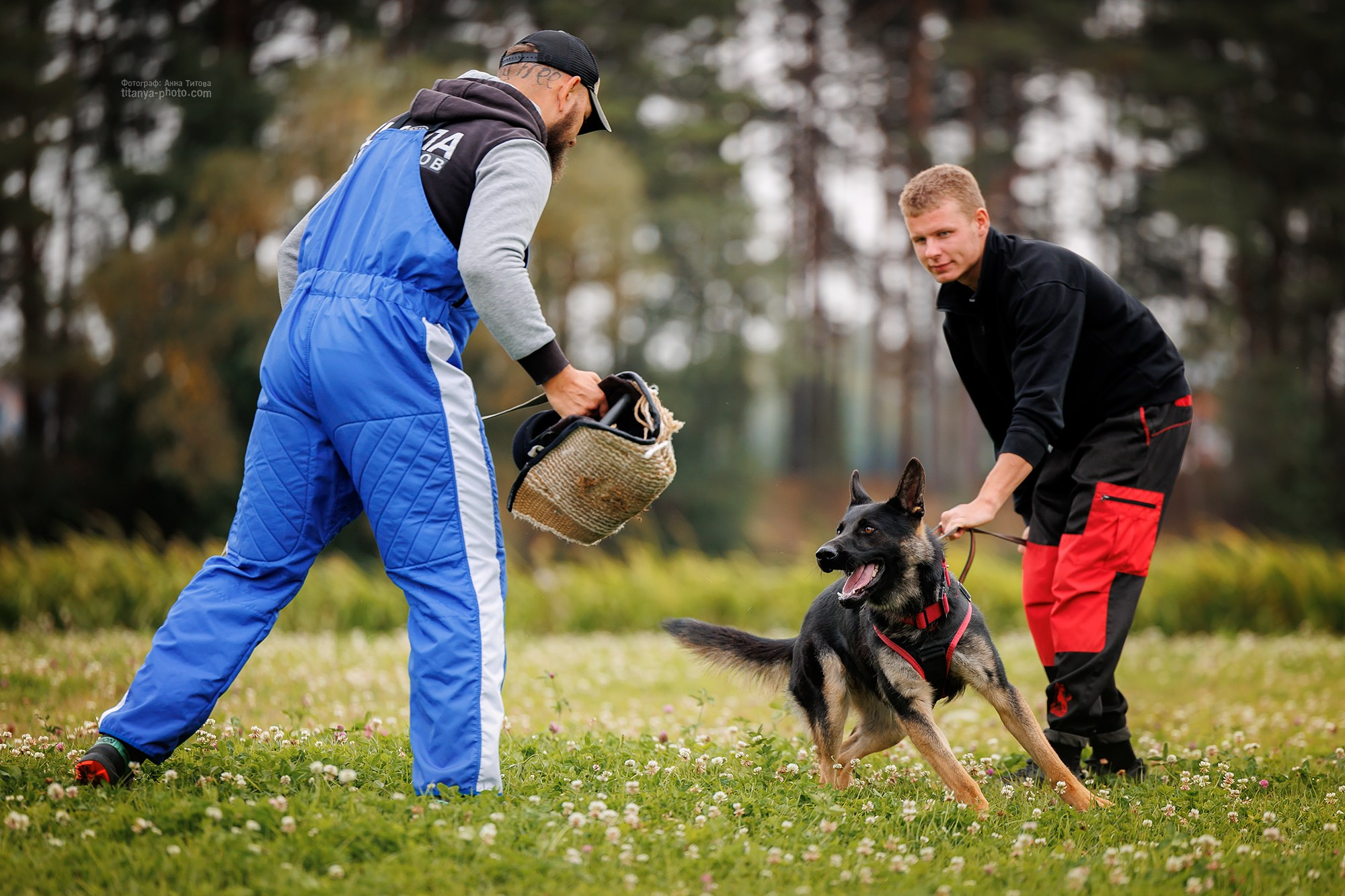 Тренировка по защите в питомнике немецких овчарок «Легенда Волги». Фотограф собак, фотограф-анималист Аня Титова (Titanya). Москва