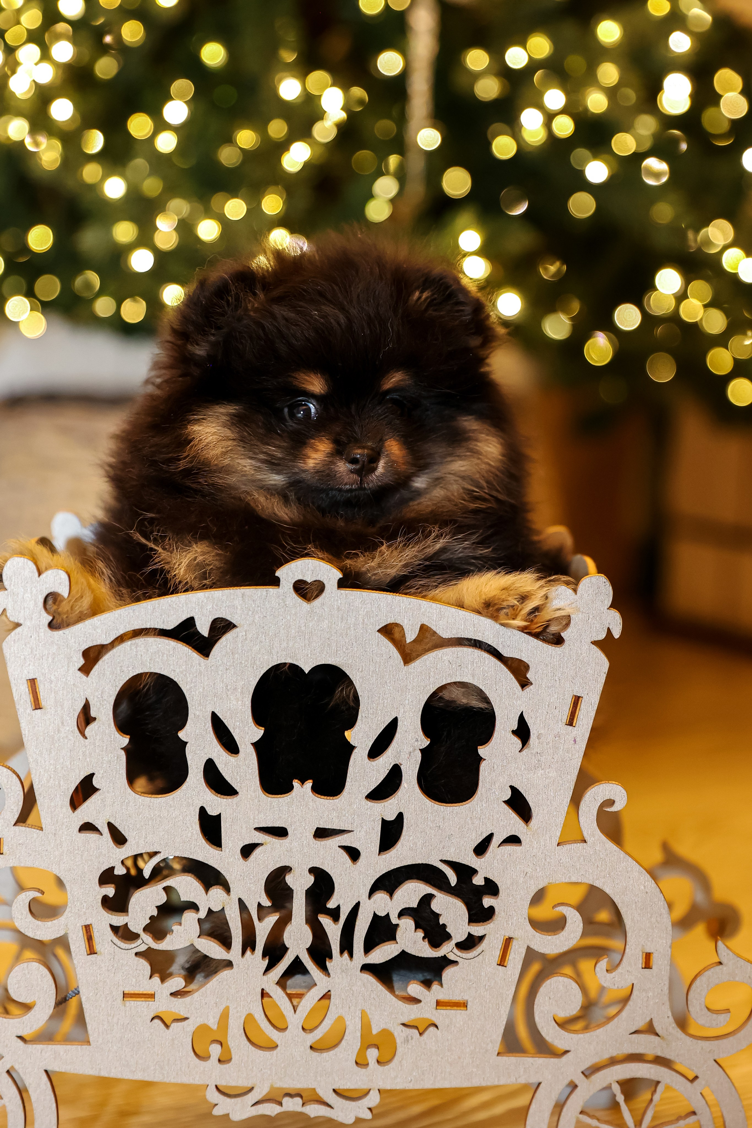 Съемка щенков шпица. Фотограф — Татьяна Кириллова, г. Санкт-Петербург