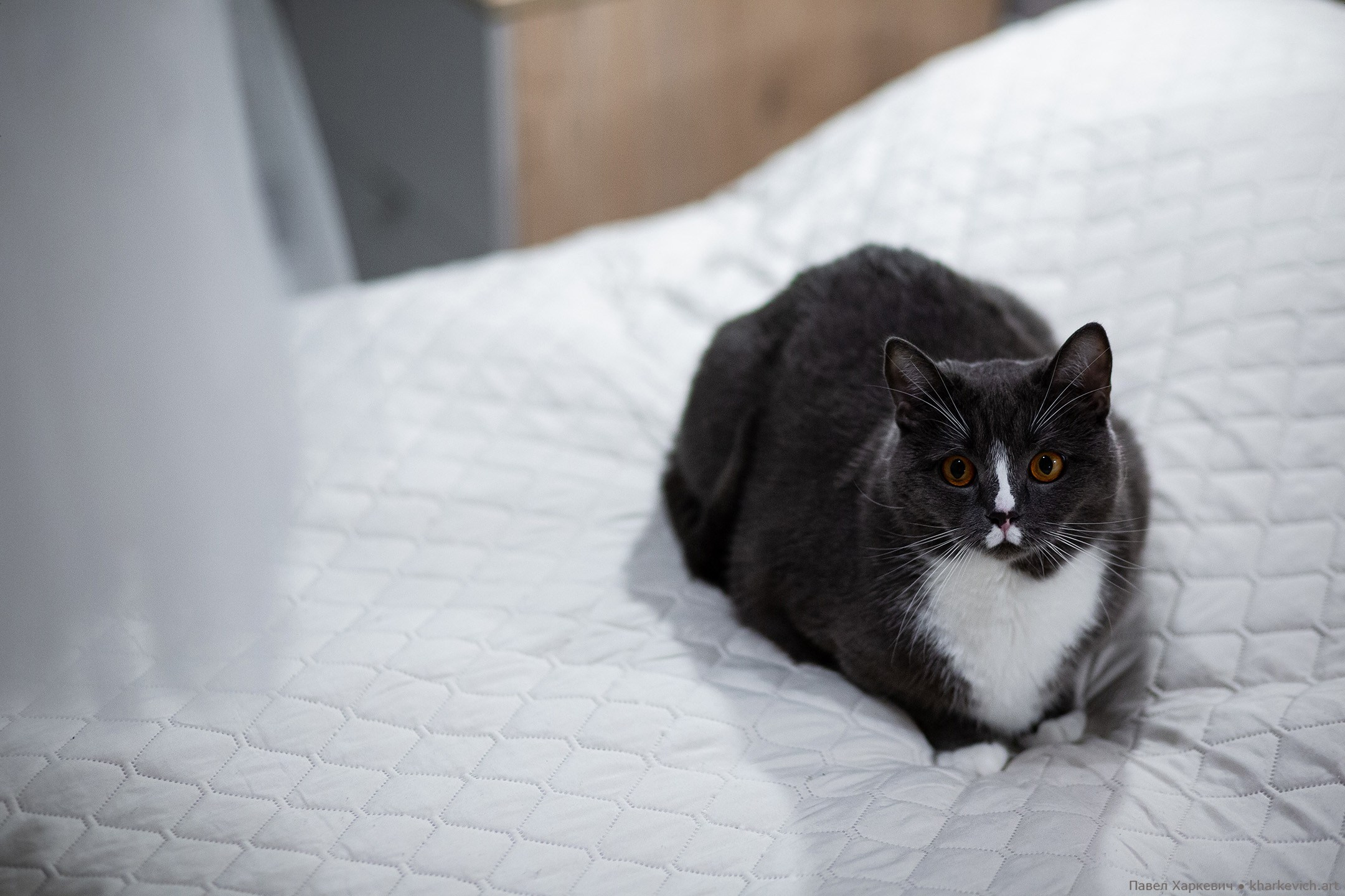 Свадьба — МОРЕ И ЛЕС. Фото-видео студия АРТ СОБЫТИЕ